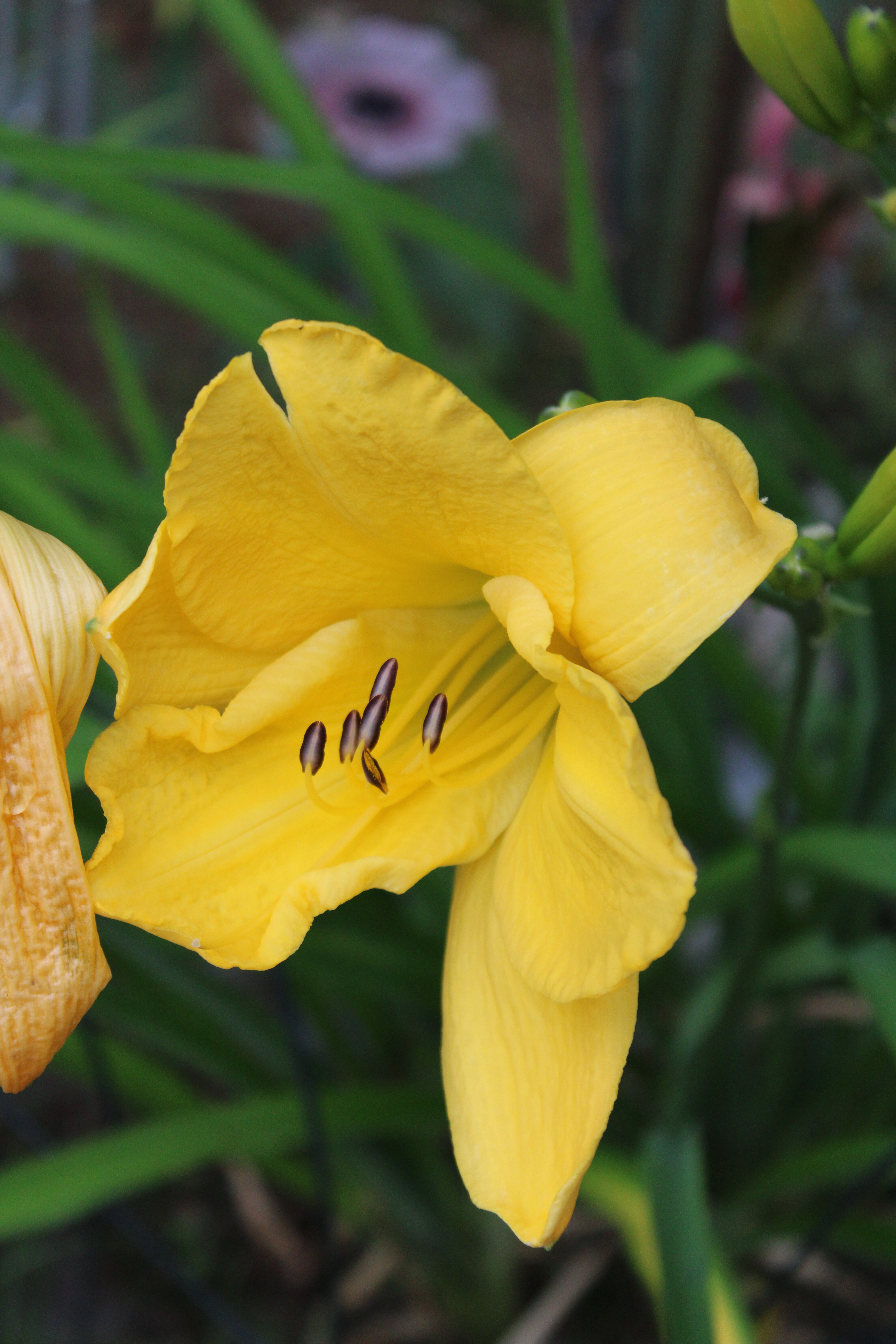 Yellow Lily 7/15/21