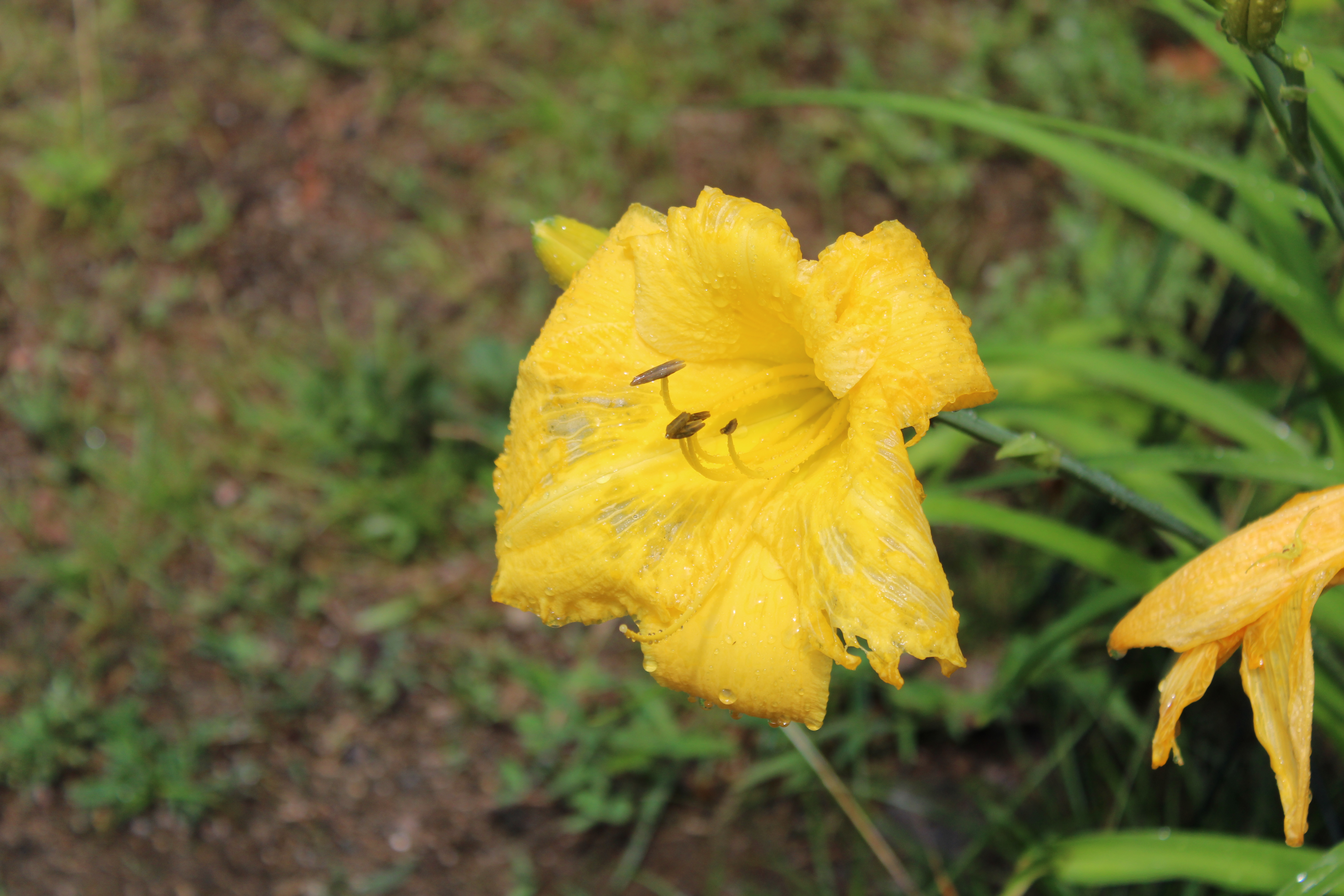 Yellow Lily 7/16/21