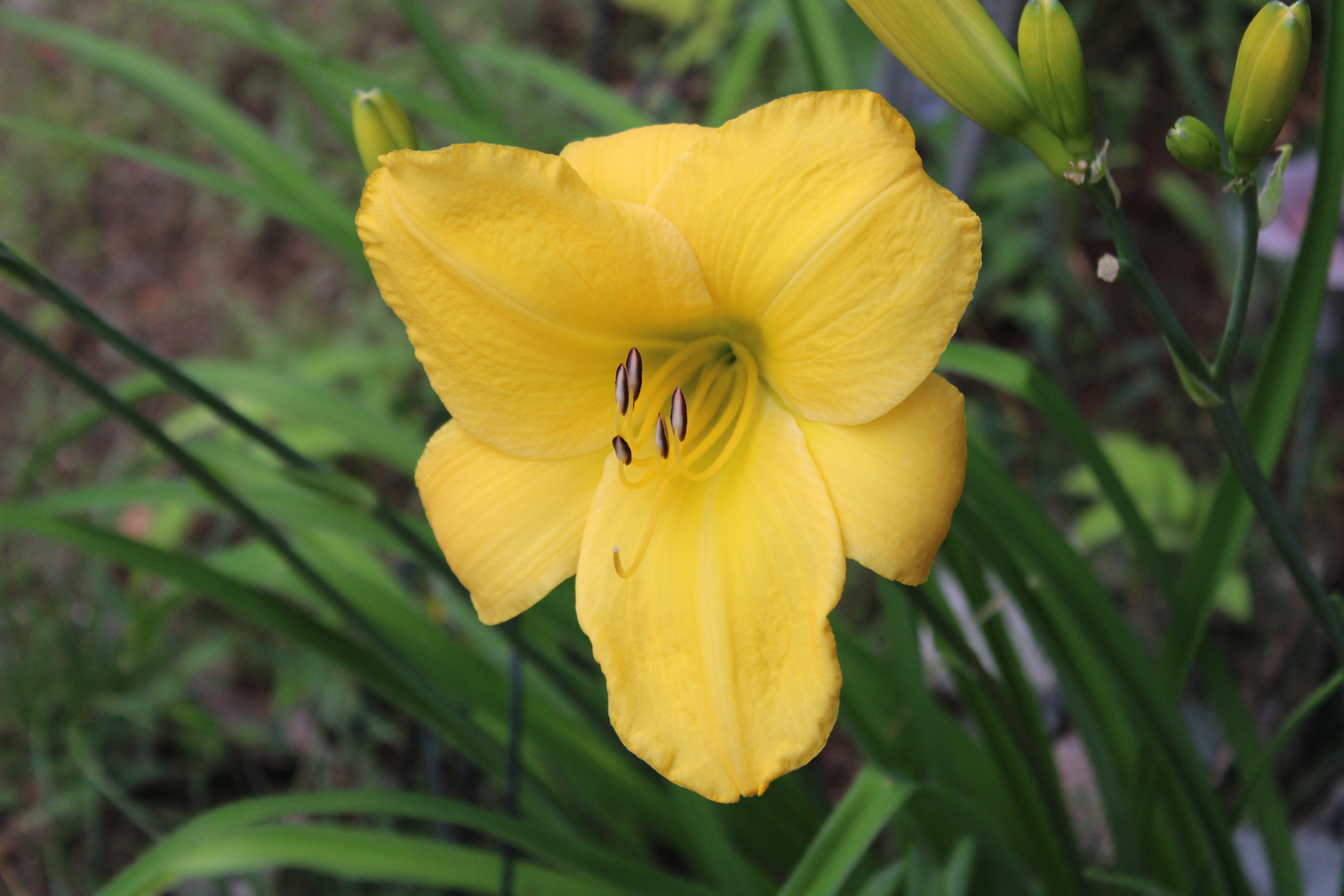 Yellow Lily 7/17/21
