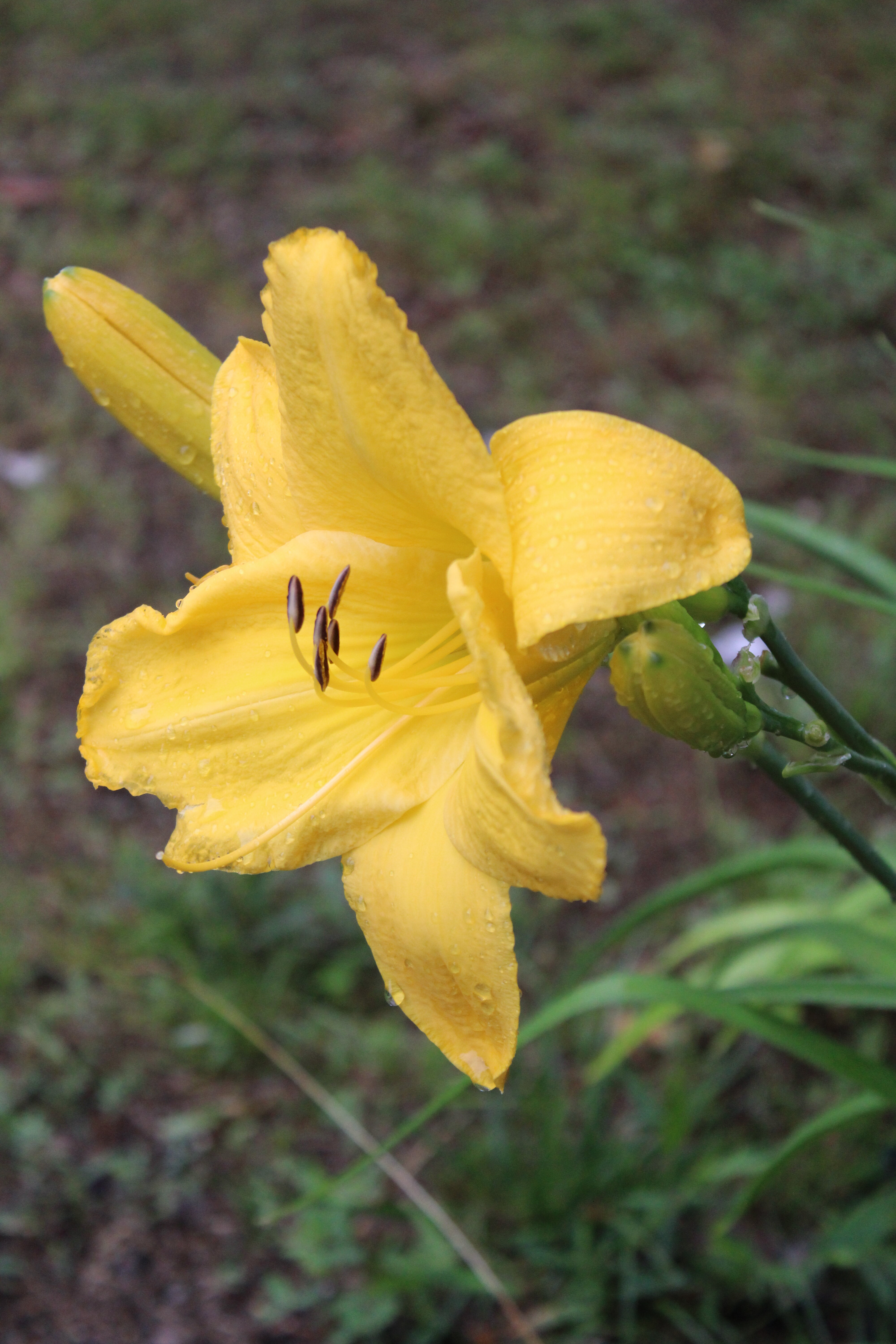 Yellow Lily 7/18/21