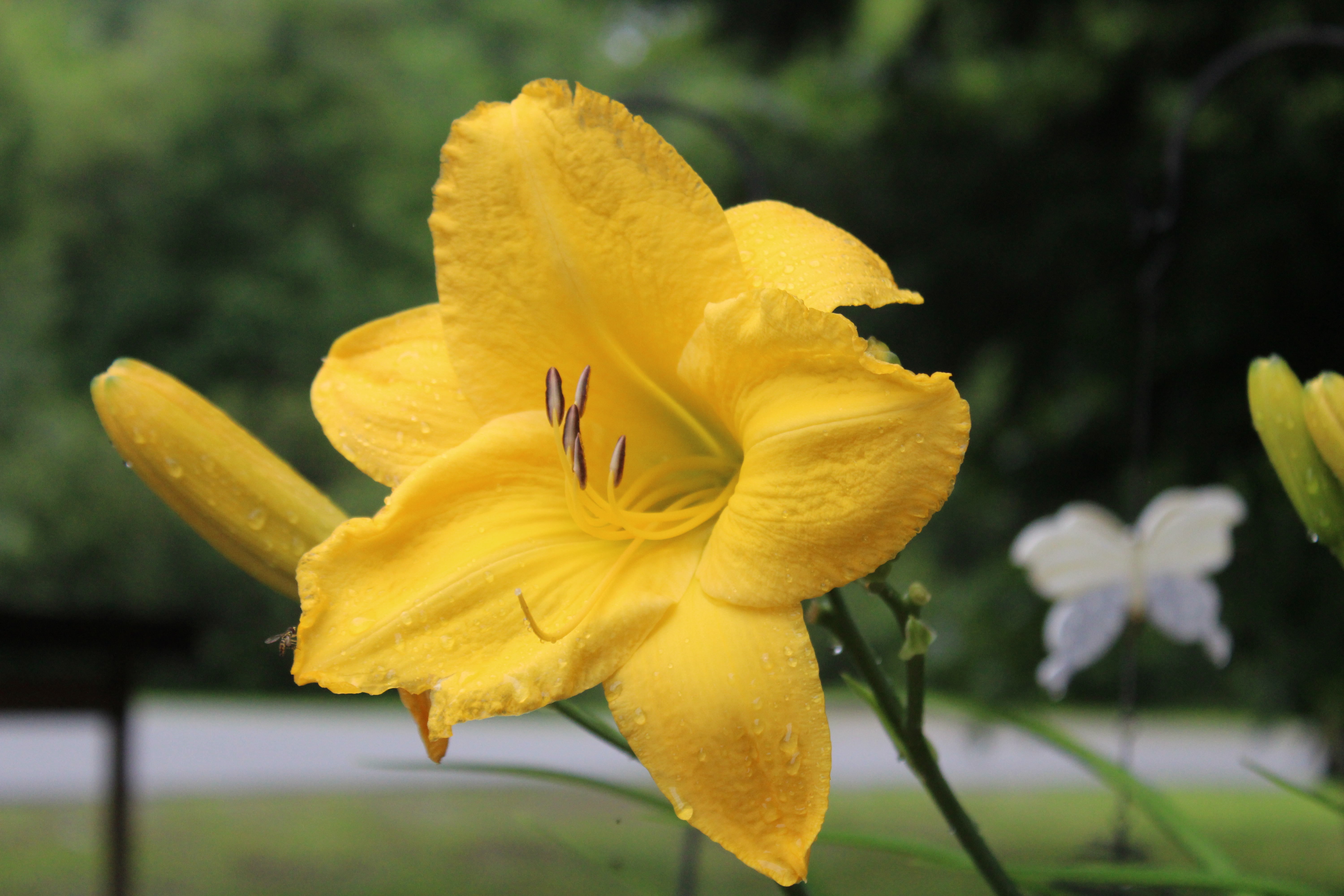Yellow Lily 7/18/21