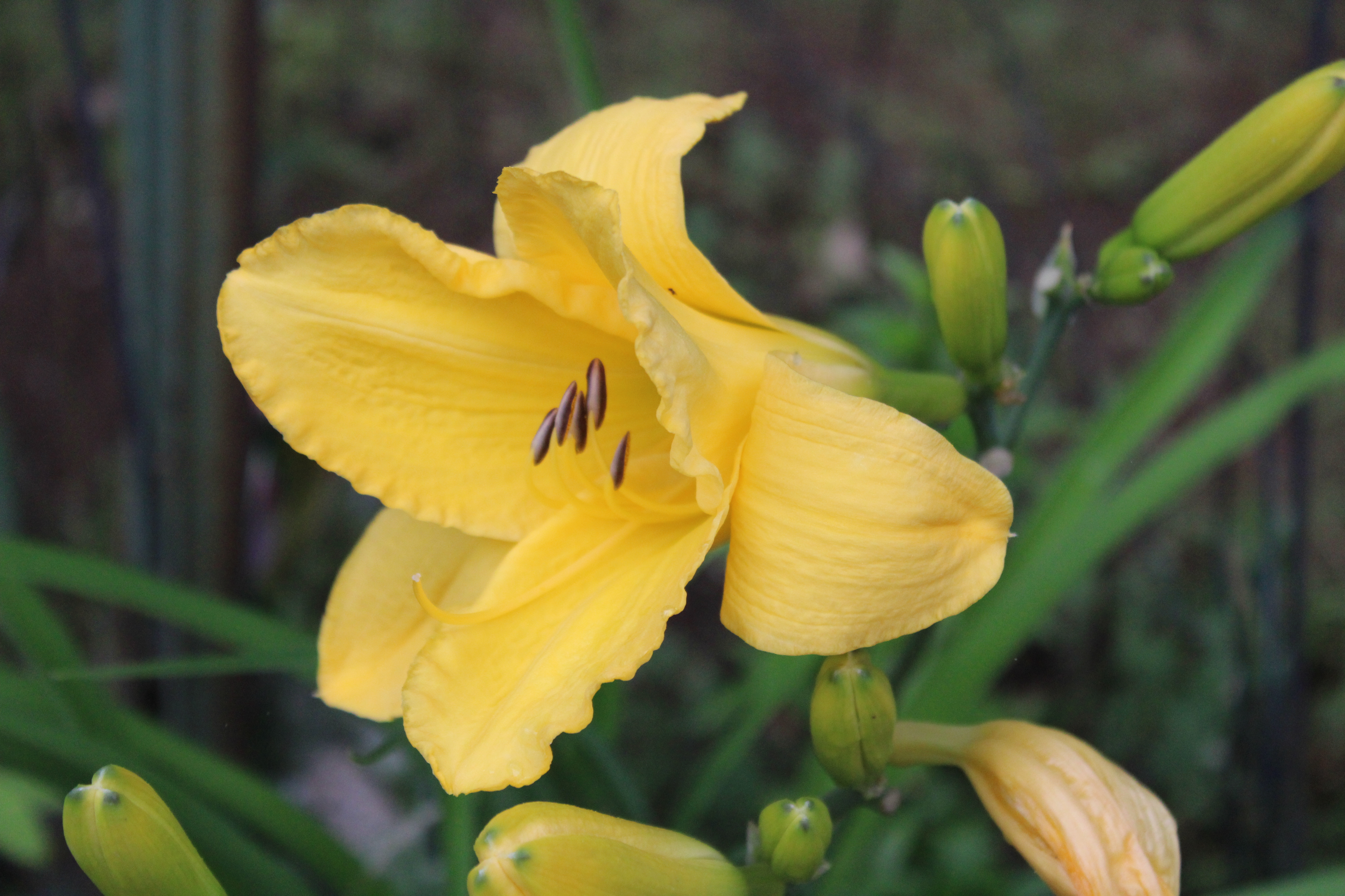 Yellow Lily 7/19/21
