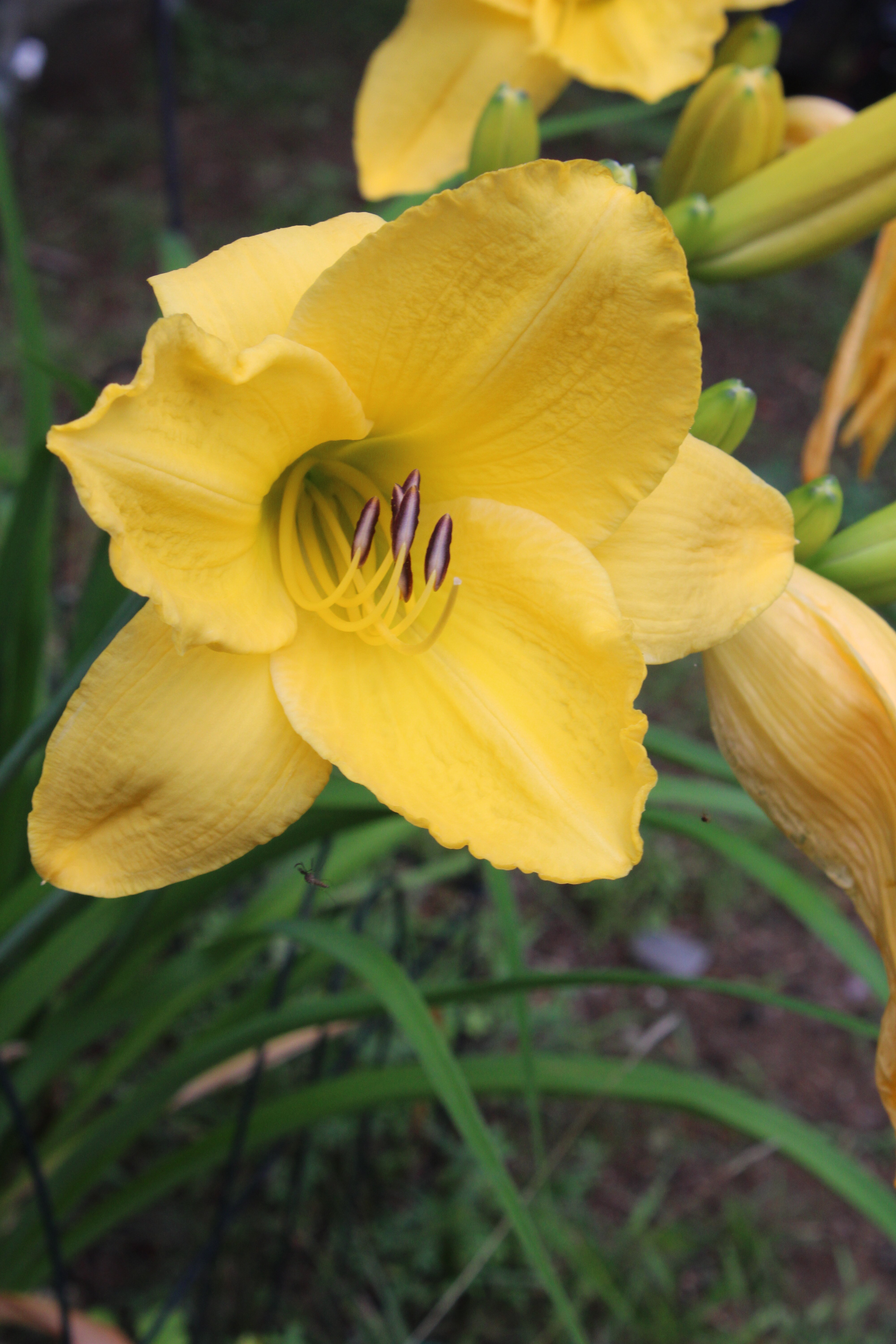 Yellow Lily 7/19/21