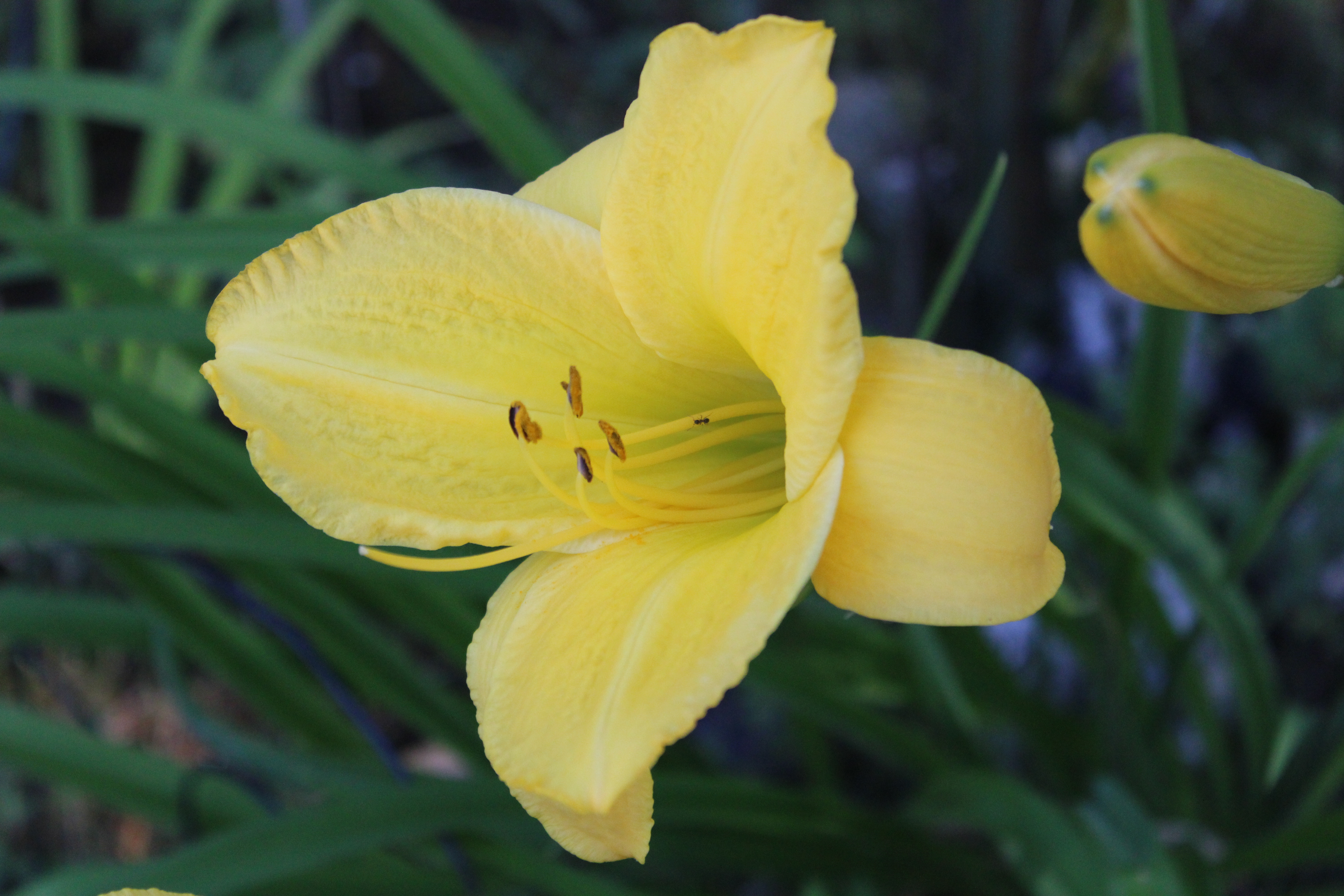 Yellow Lily 7/23/21