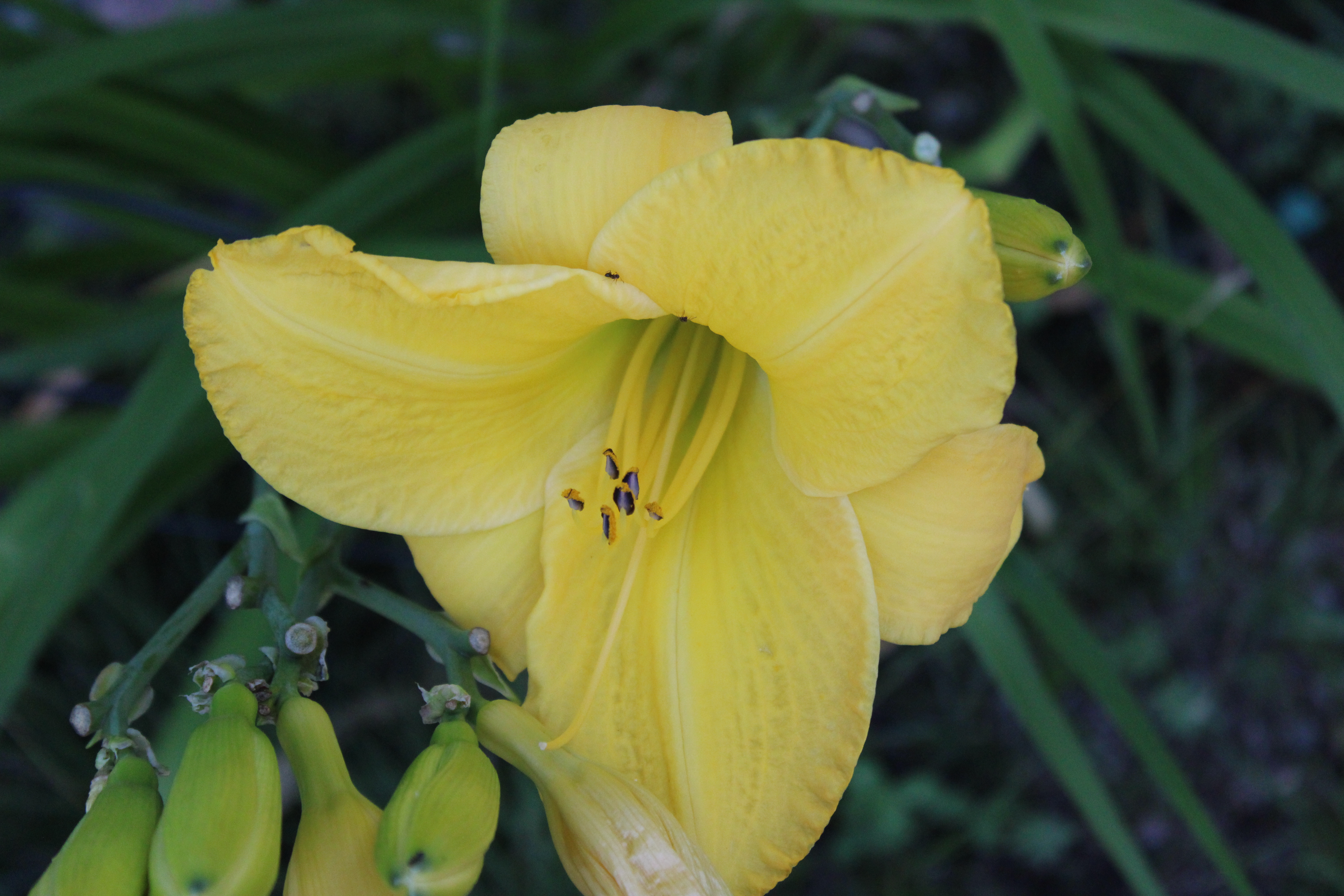 Yellow Lily 7/23/21