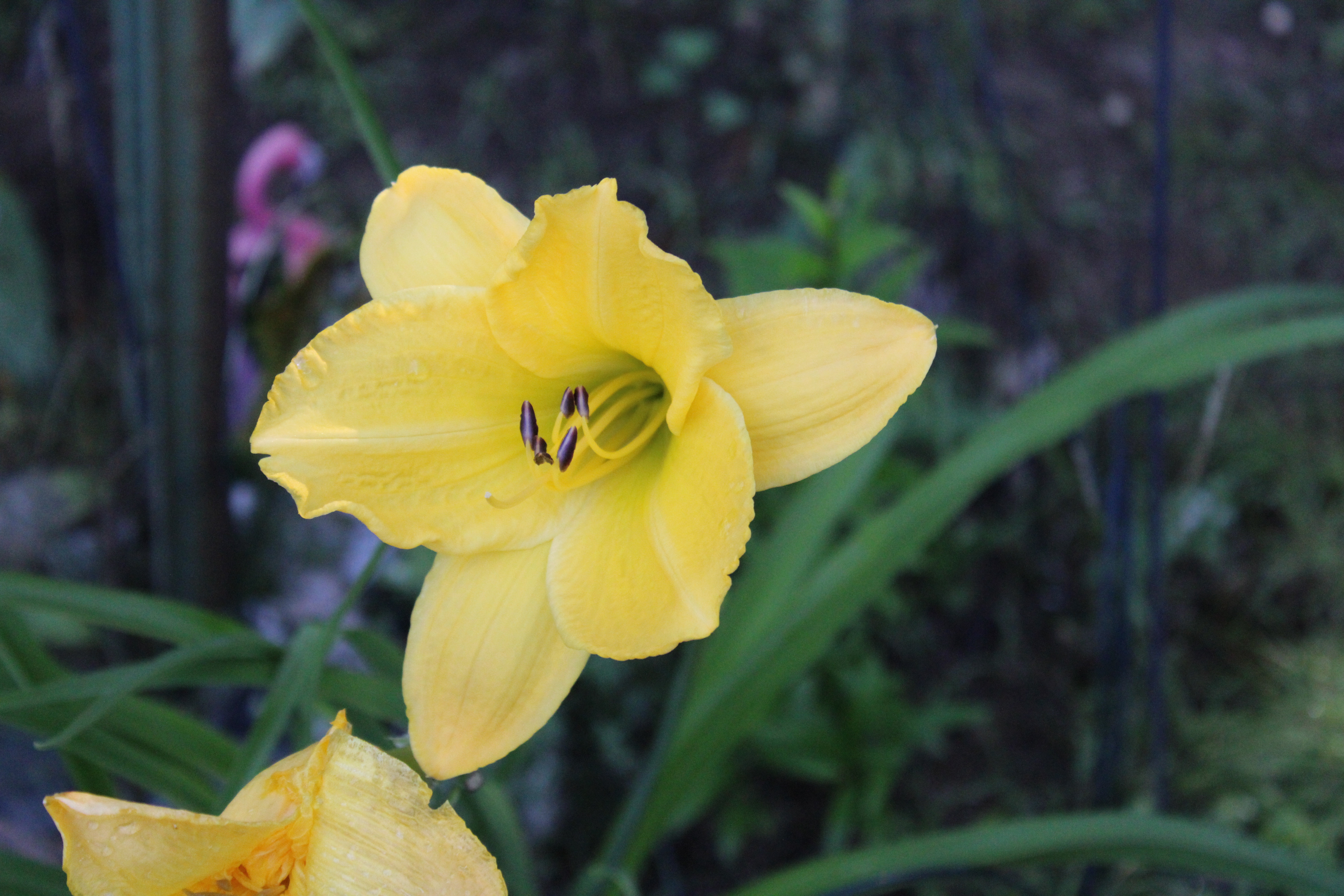 Yellow Lily 7/24/21