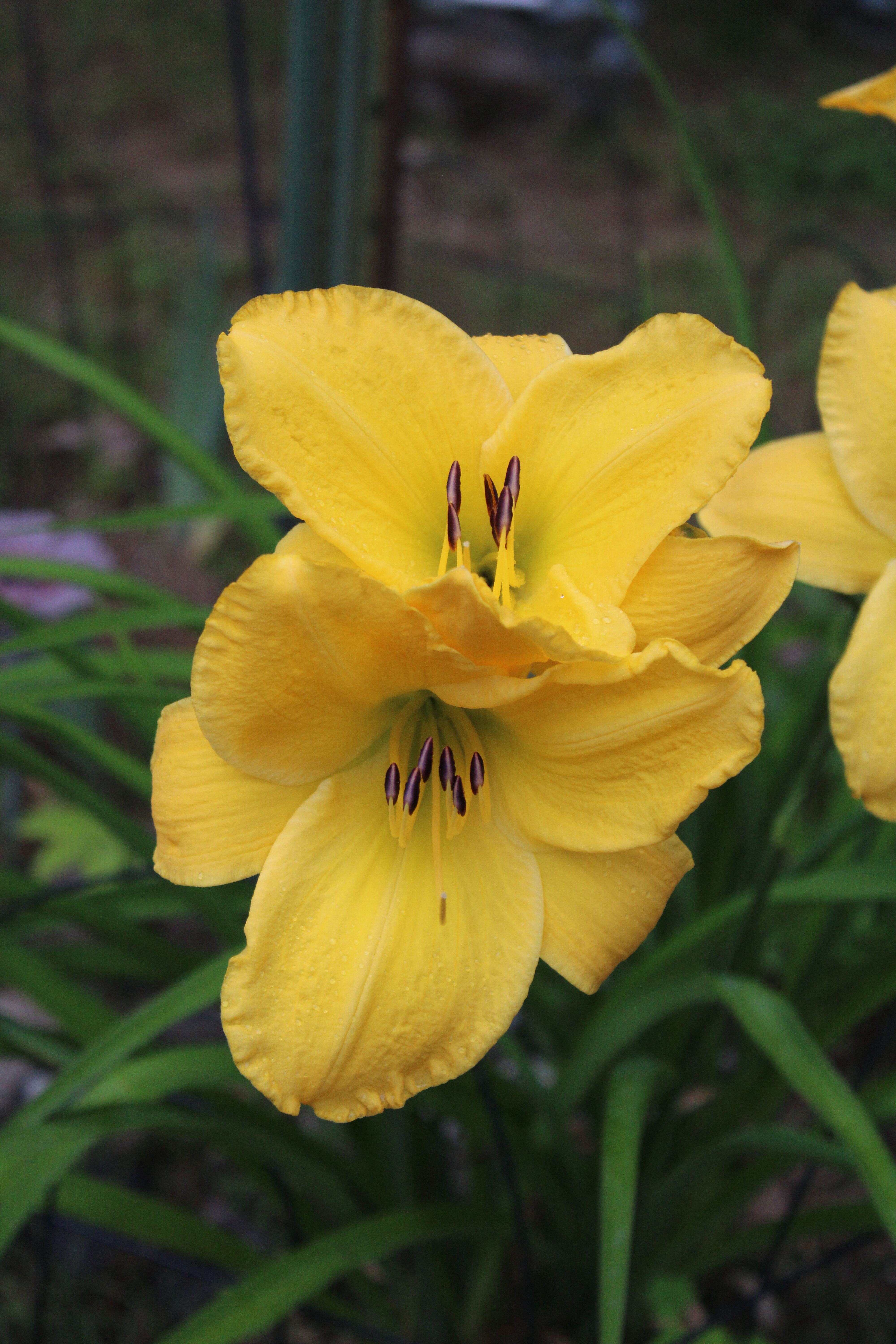 Yellow Lily 7/25/21