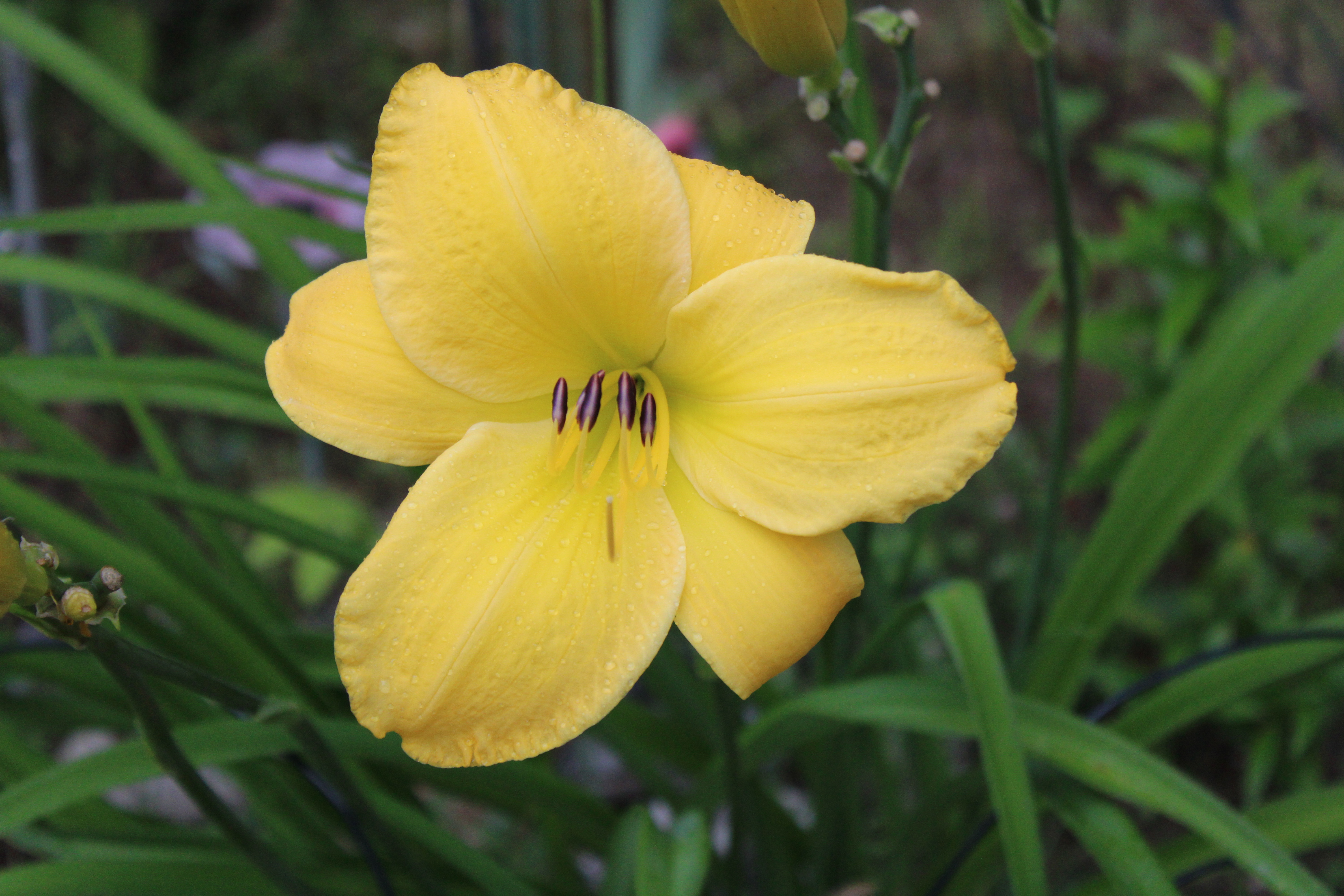 Yellow Lily 7/25/21