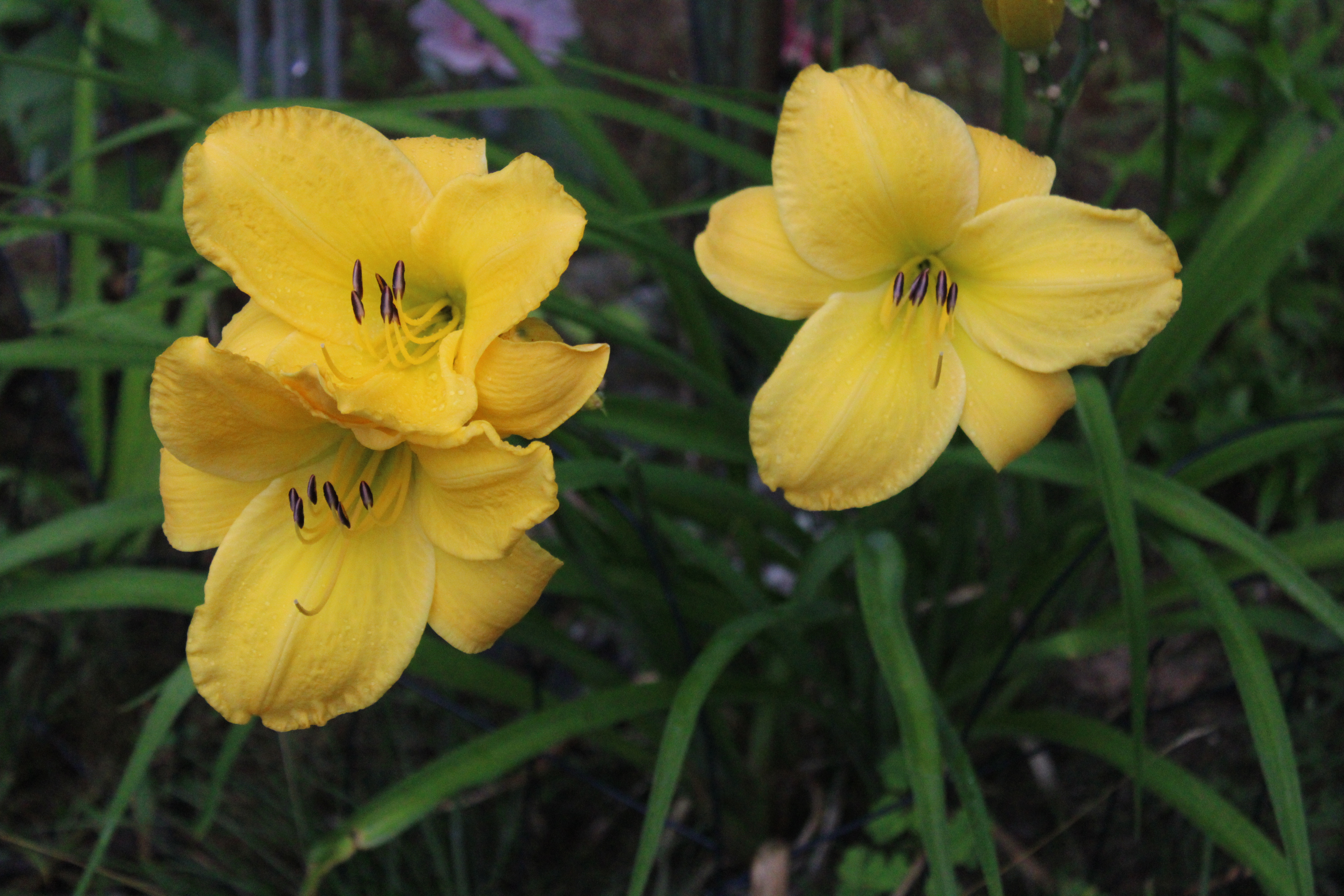 Yellow Lily 7/25/21