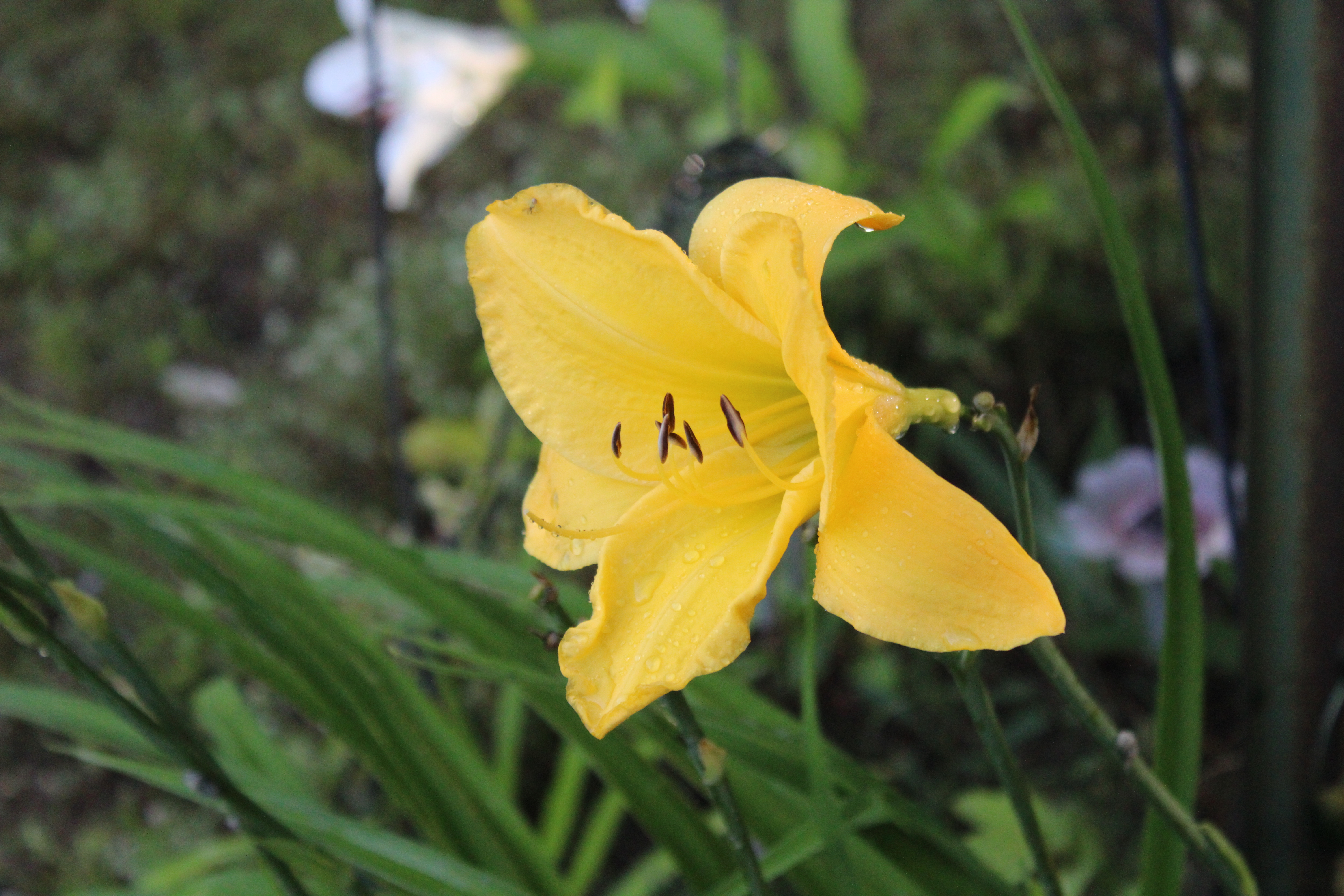 Yellow Lily 7/30/21