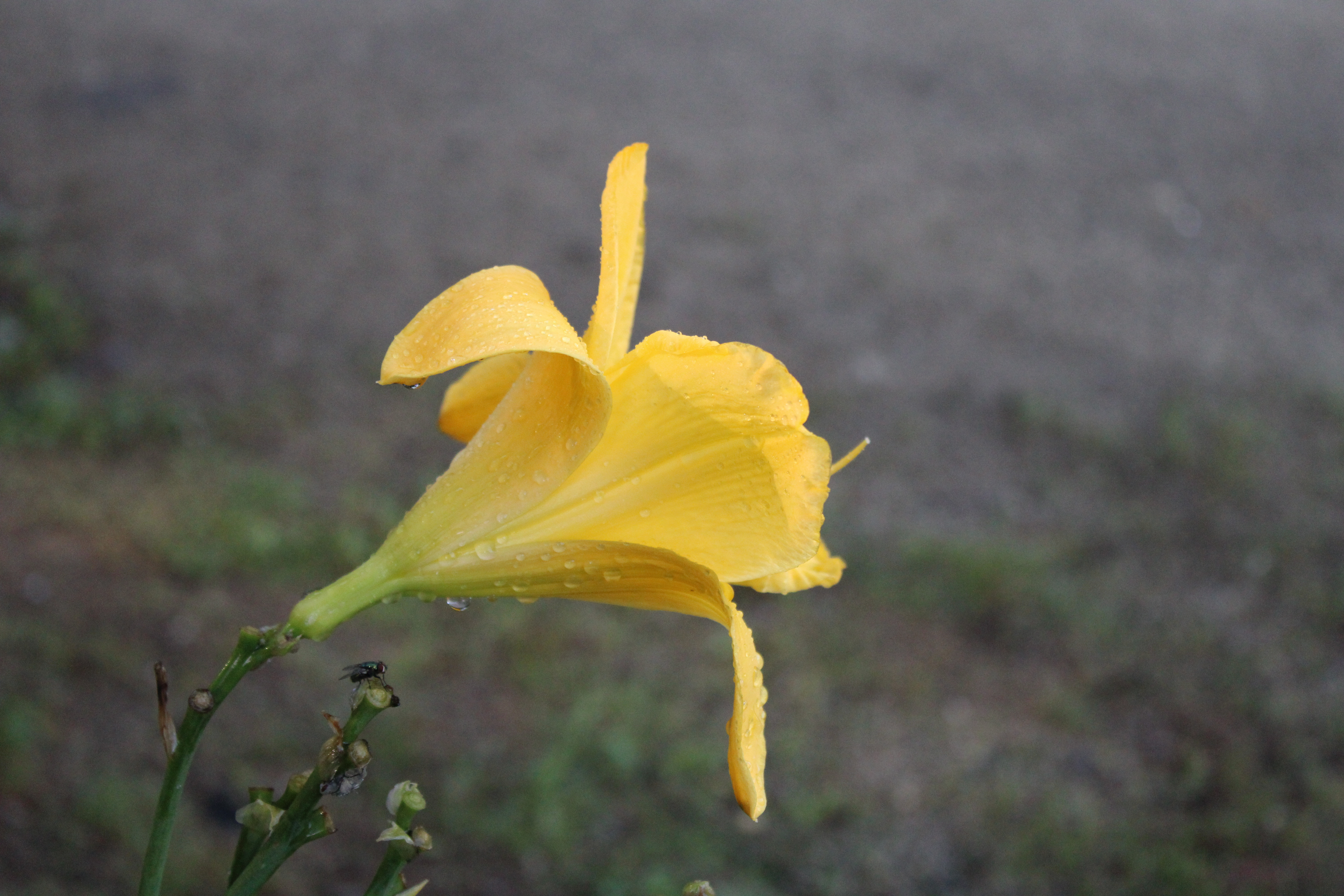 Yellow Lily 7/30/21