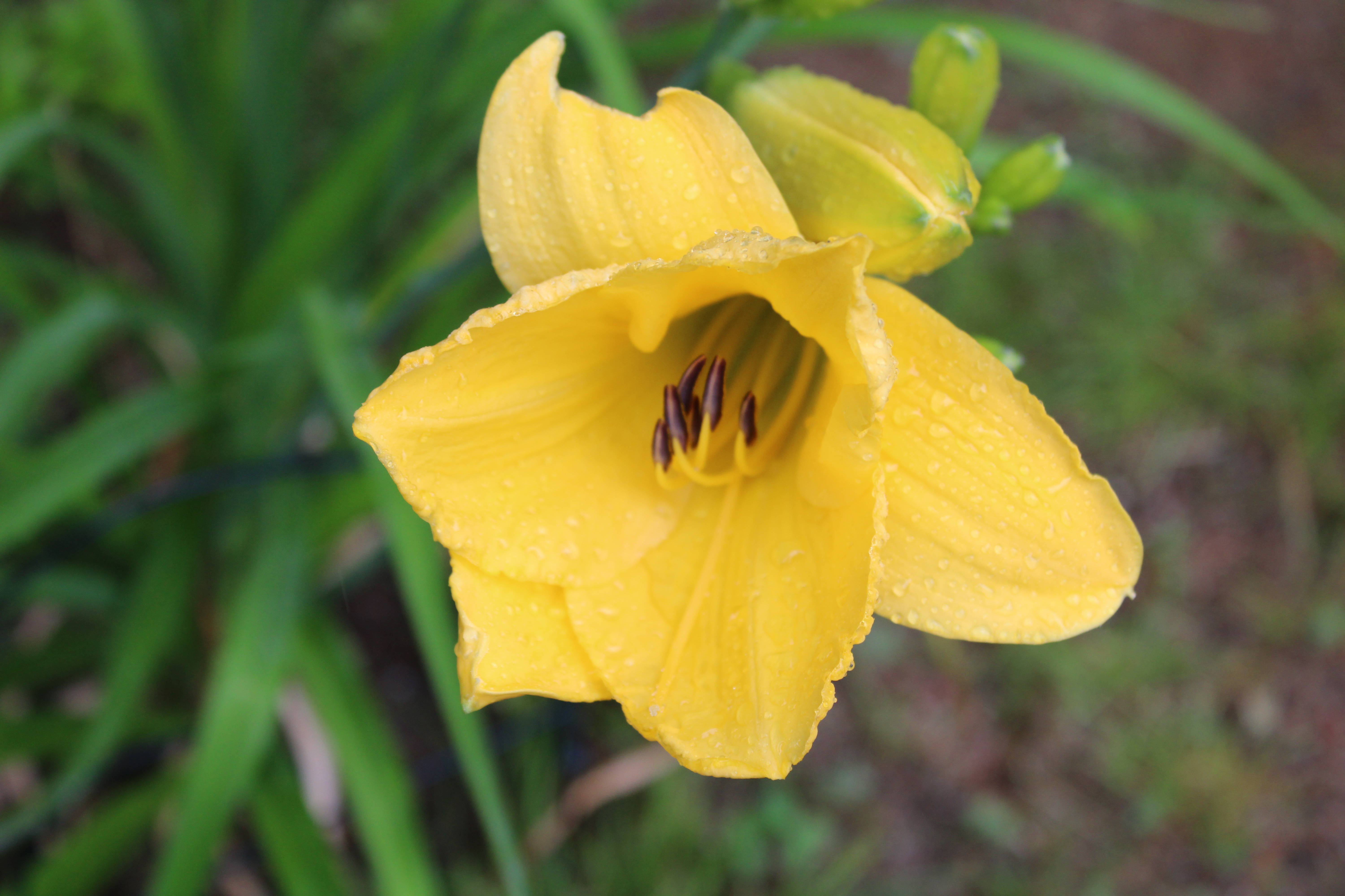 Yellow Lily 7/9/21