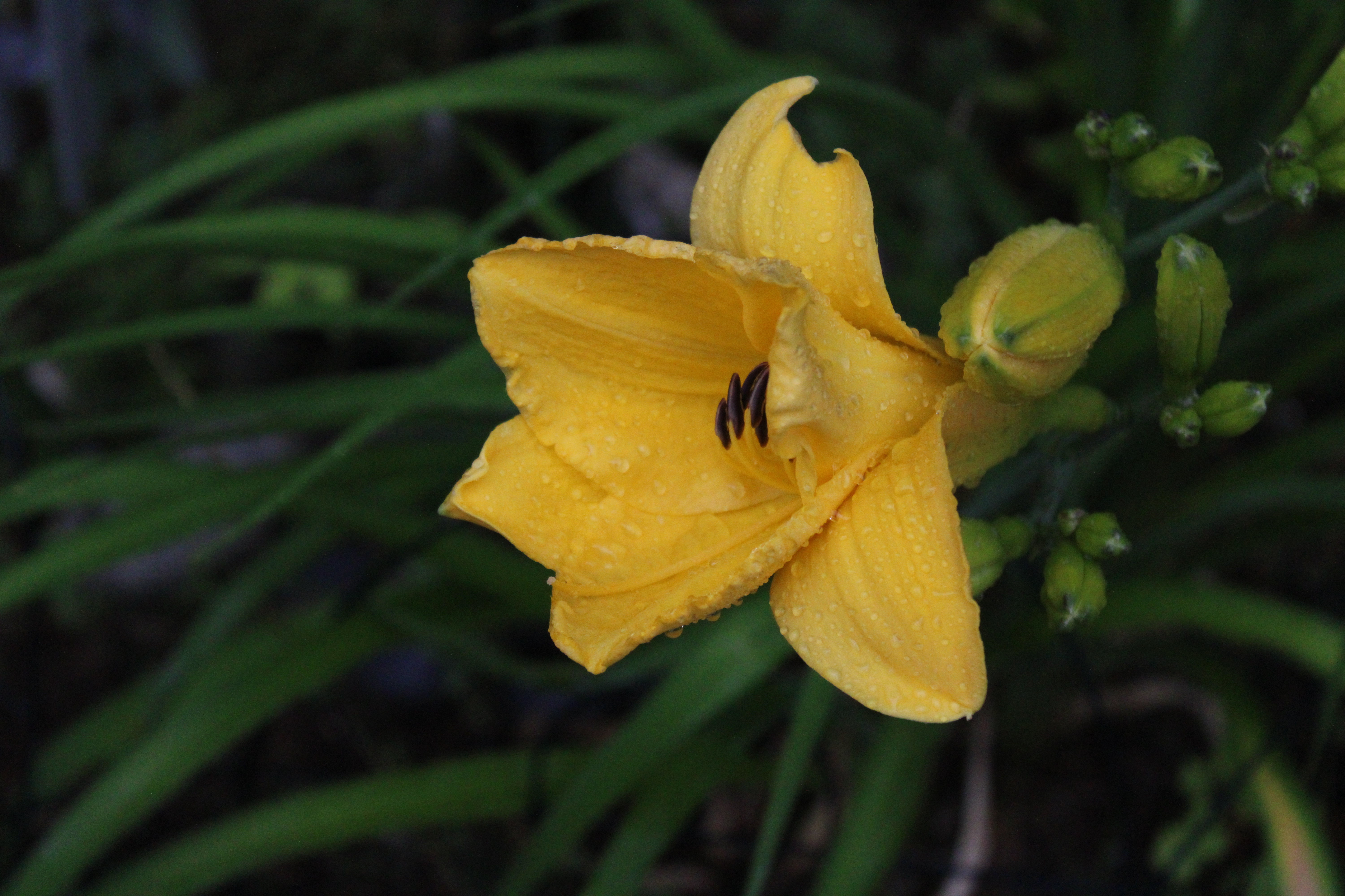 Yellow Lily 7/9/21