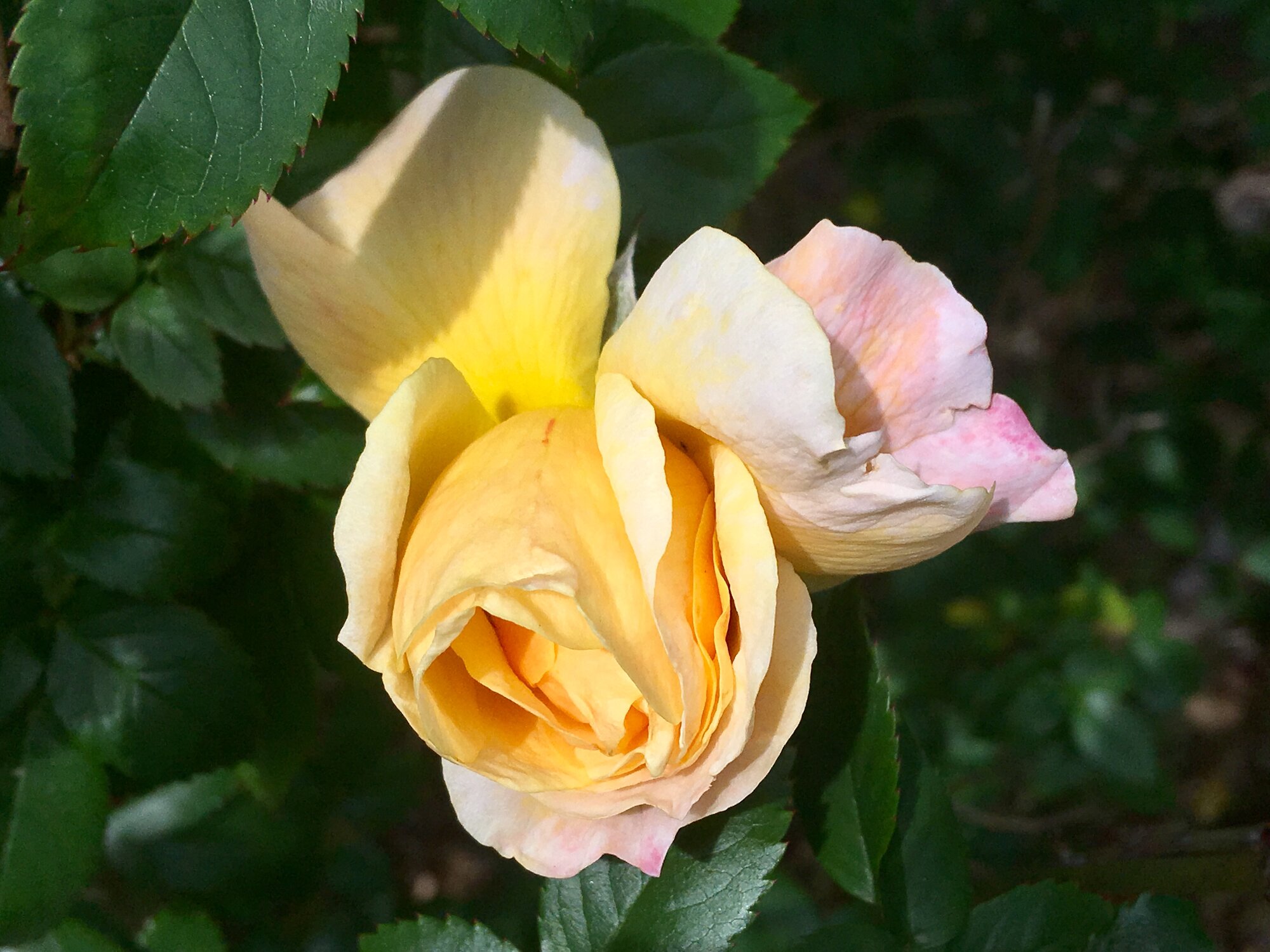 Yellow Rose