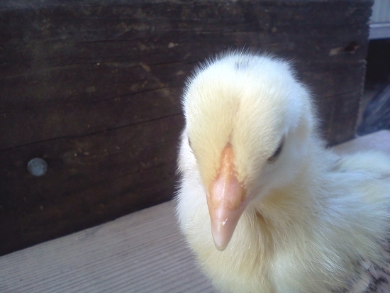 yellow stripe chick close-up of comb