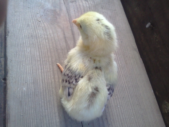 yellow stripe chick from behind