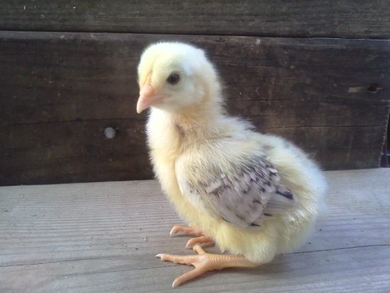 yellow stripe chick