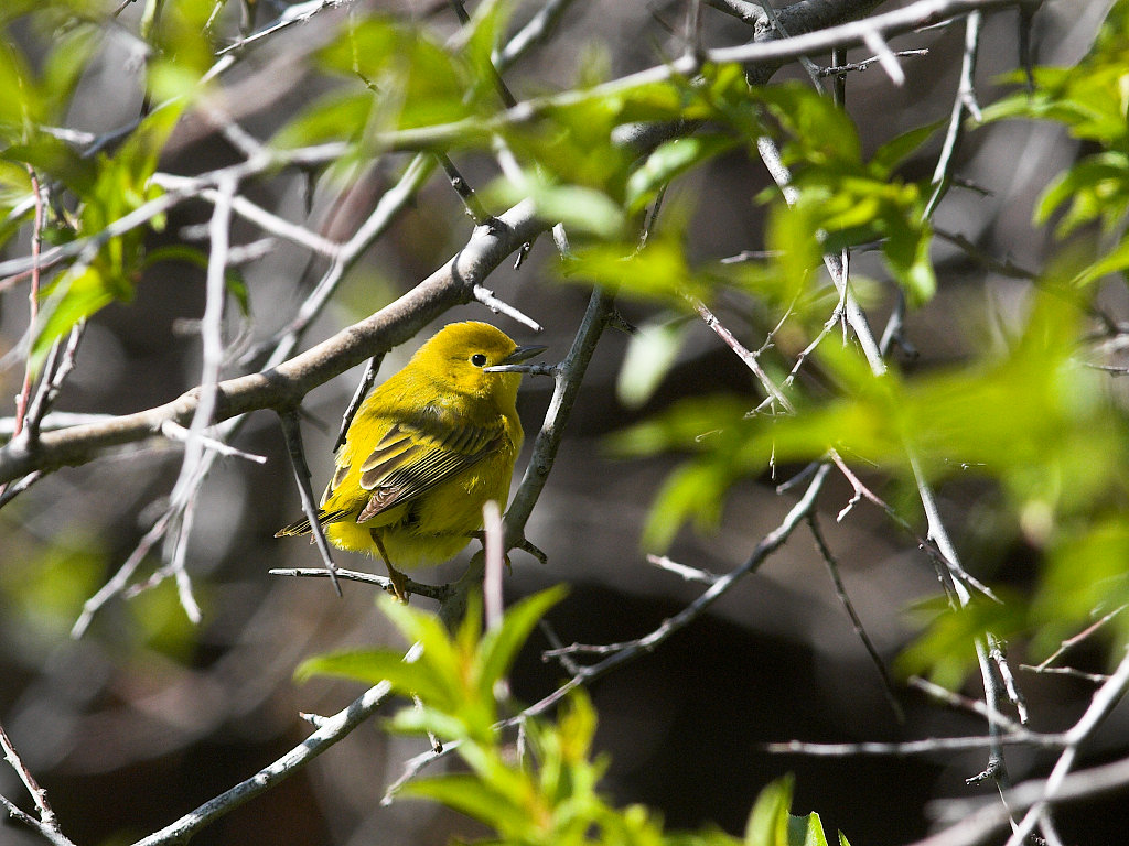 Yellow_warbler_X5225569_05-22-2021-001.jpg