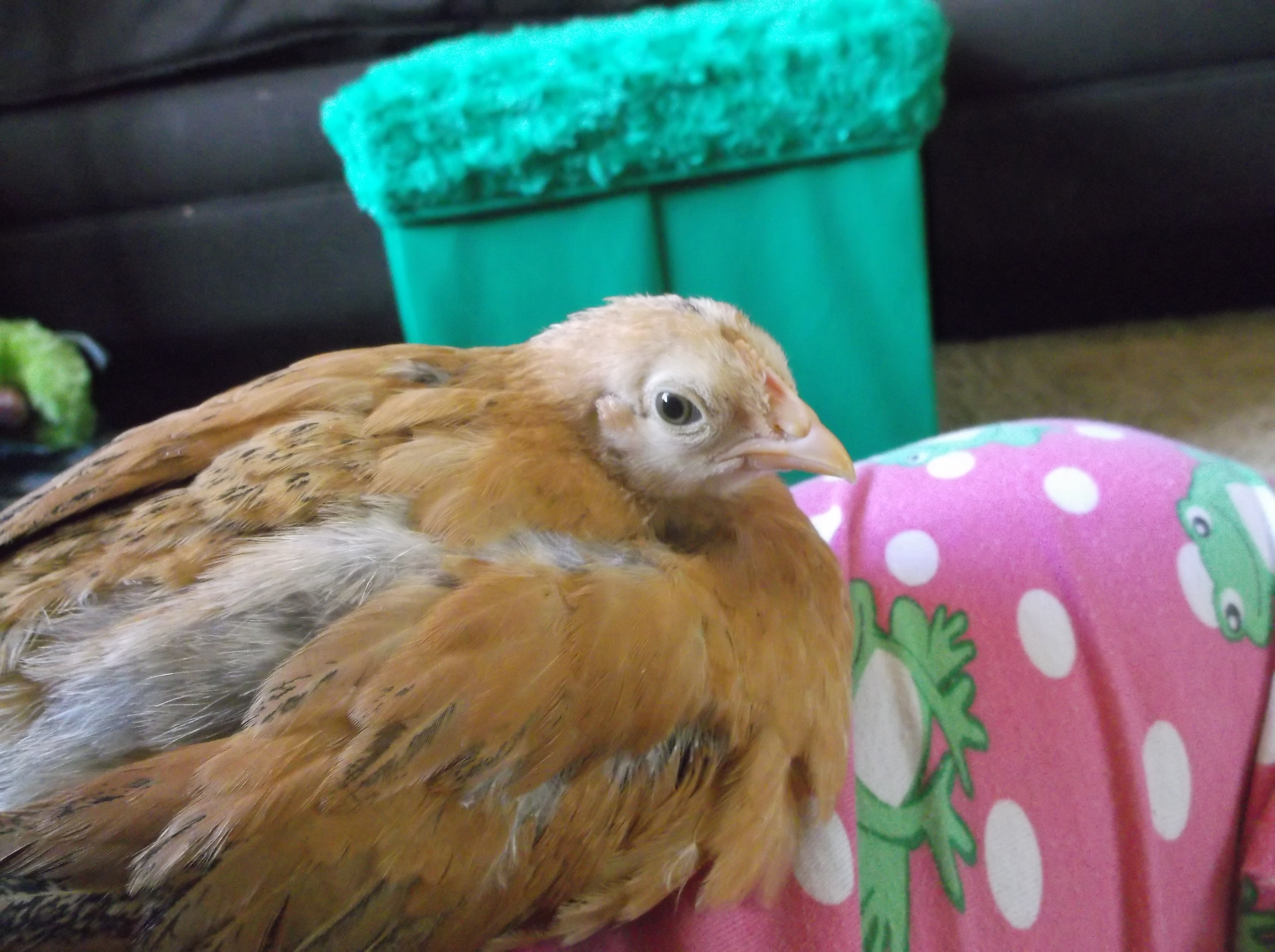 yep she  is comfy