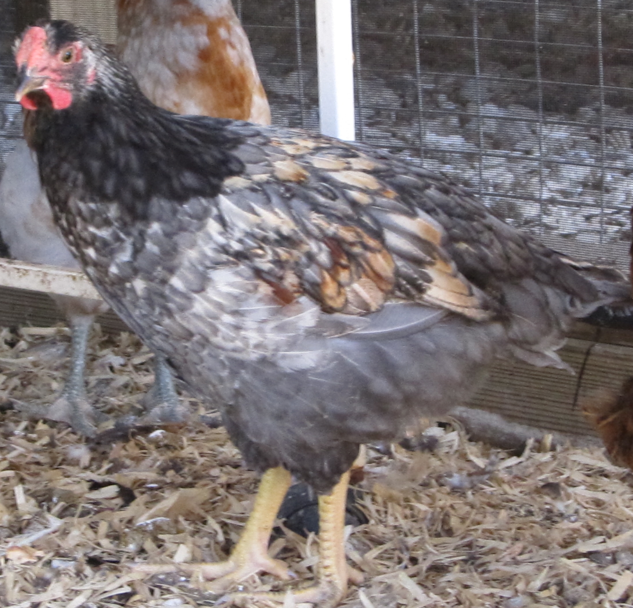 yep that would be Blue's