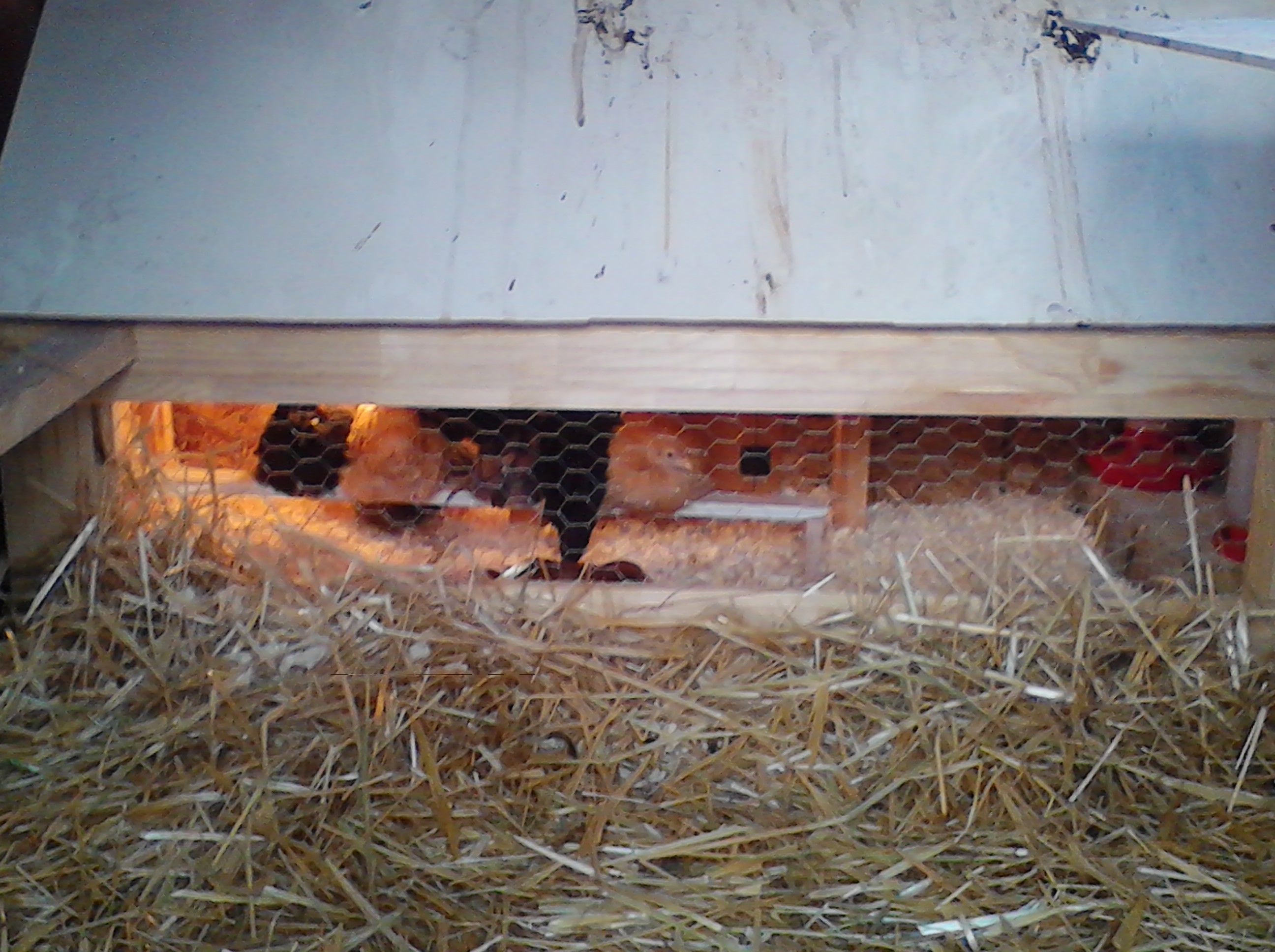 yep those are the new girls in the brooder