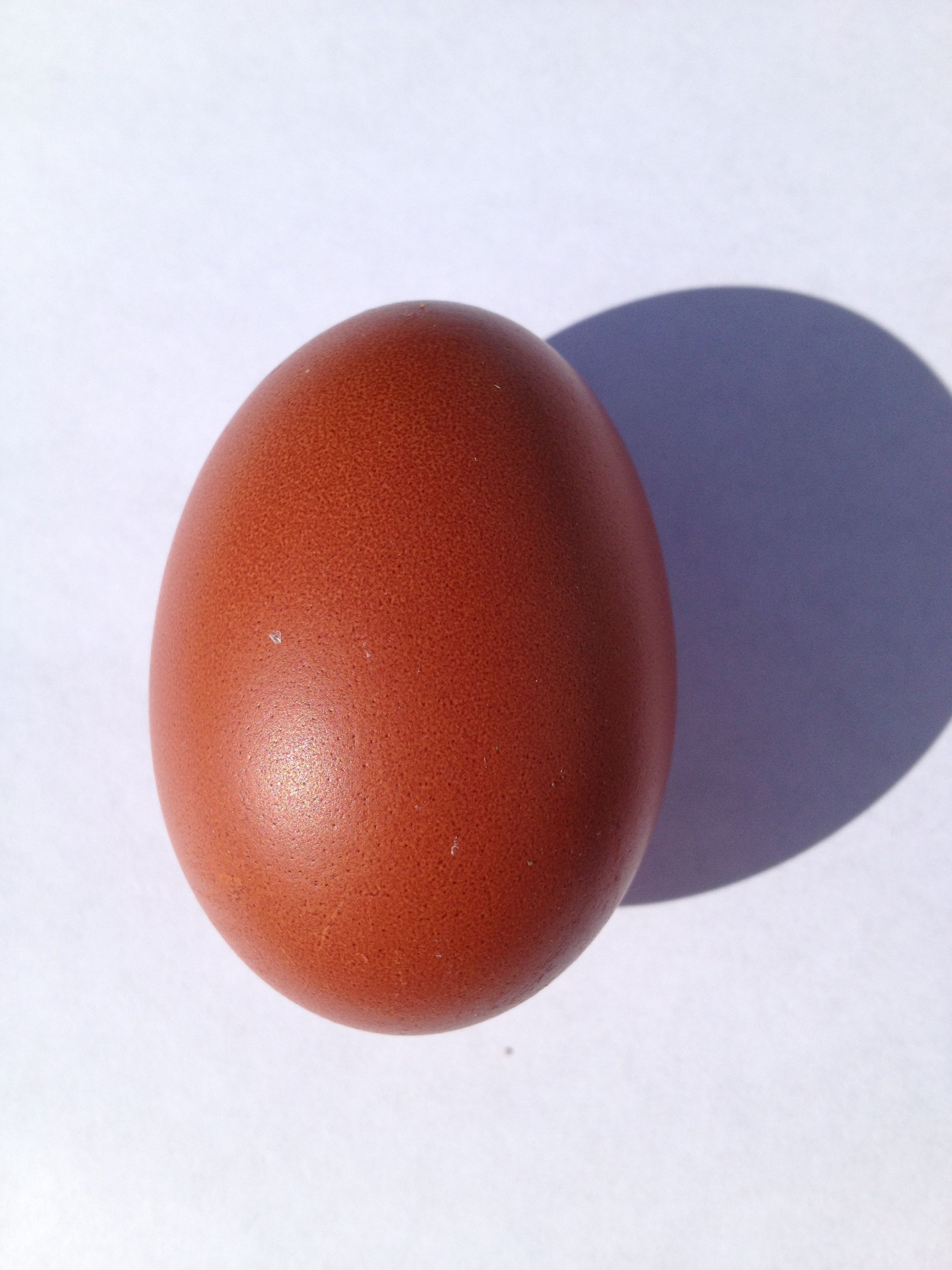 Yes another first egg pic of Sophia's egg