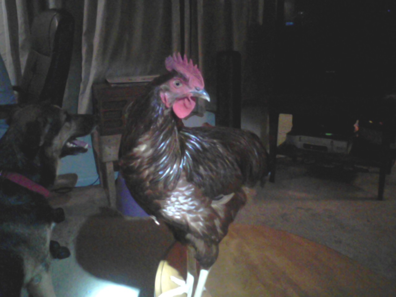 Yes he's in the house.  It was dark outside and I wanted to get some pictures.