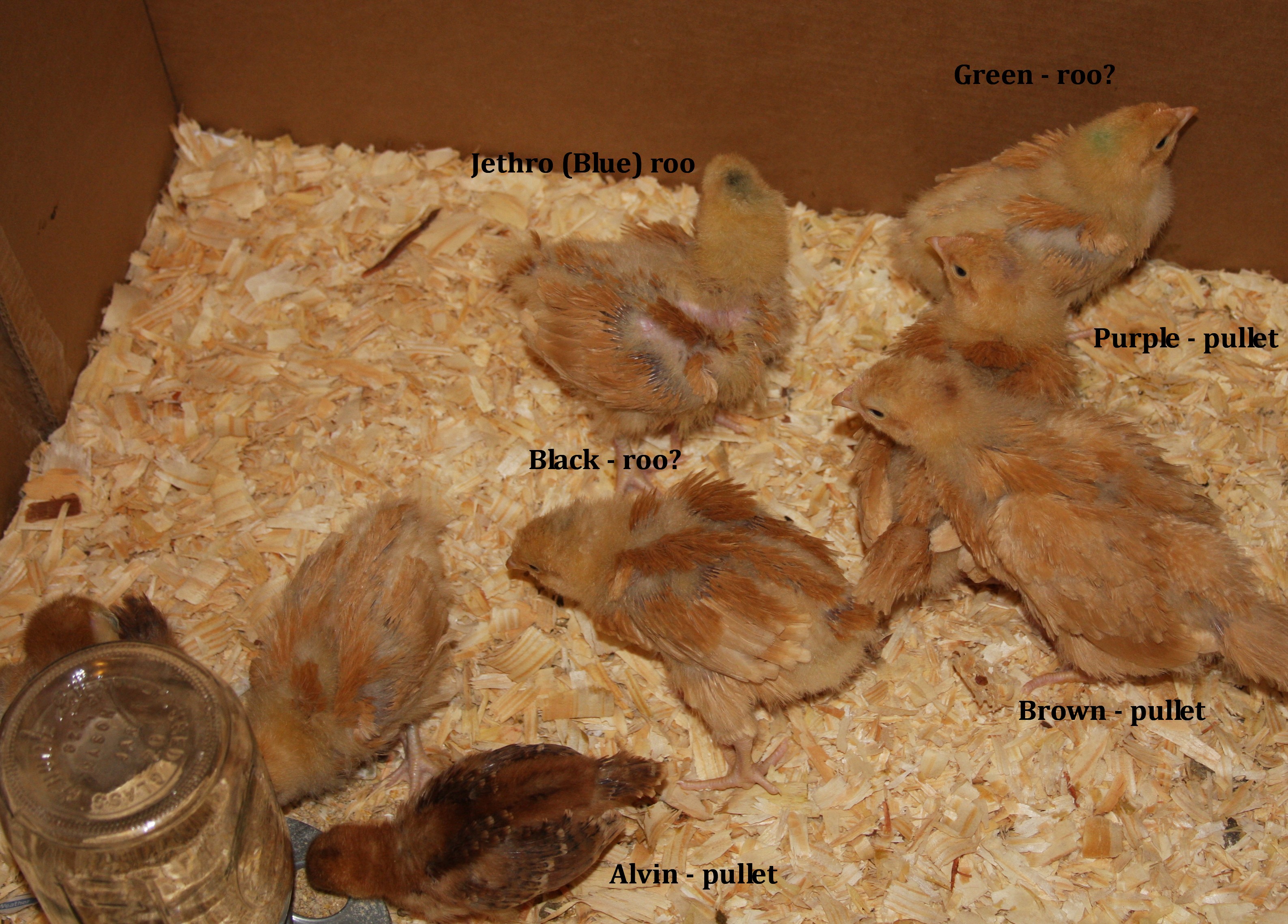 Yes, I colored the Buff Orpington's heads so I could tell them apart. My name is Sue and I have OCD...  You can see Alvin's stripes in this shot, but you can't see them now :(