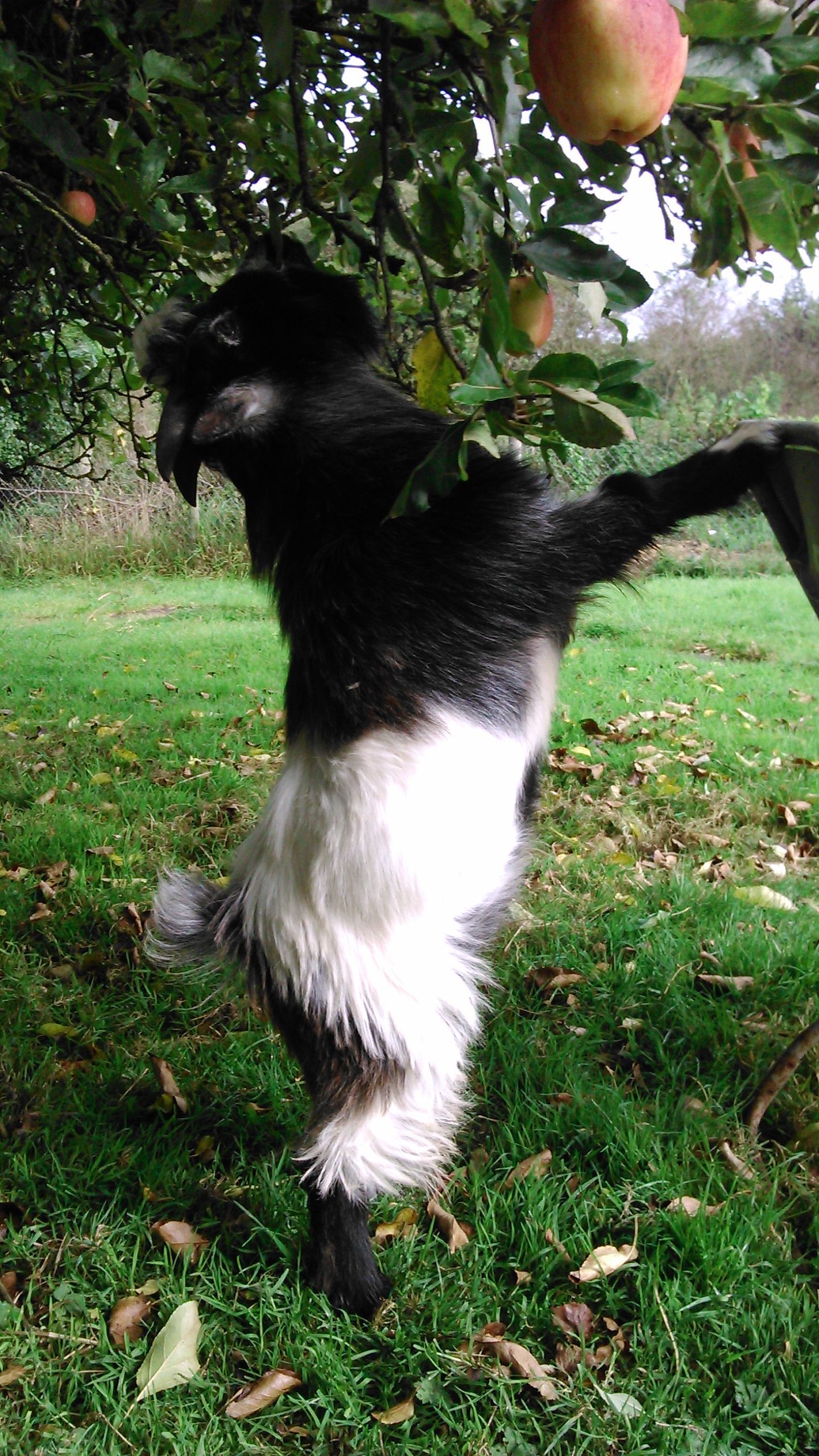 Yes I know it's not a chicken but what the hell. Windy, my 'troublesome' goat eating leaves from one of our apple trees.