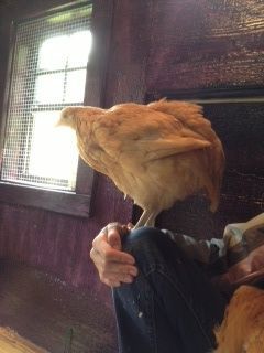 Yes, I sit in my coop. I'm not a "tall" person so it makes this easier. 
Now, I usually just sit on the ground in the run.
