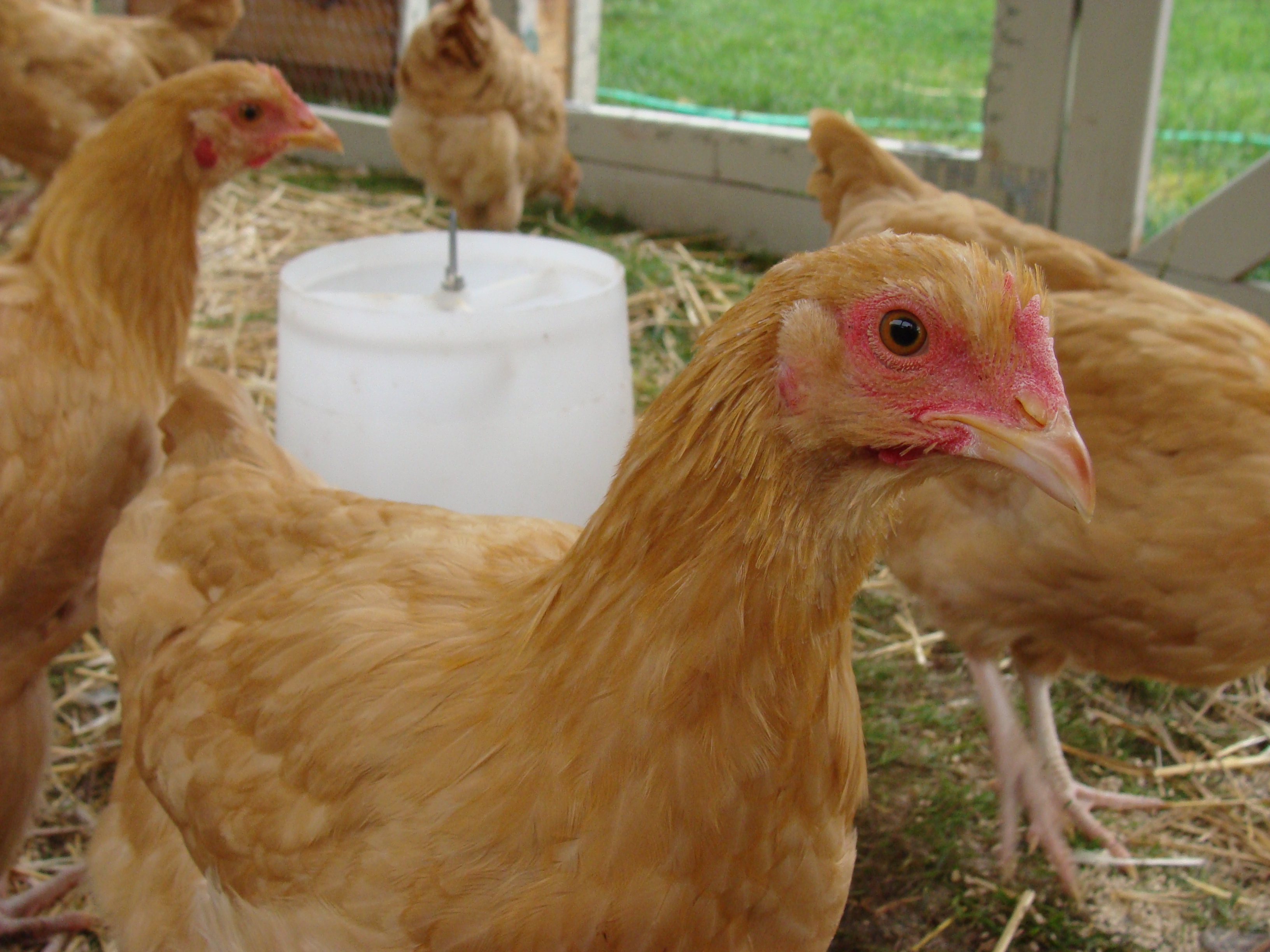 Yes,I'm still Greta. I'm the crafty one. I have an application in for chief chicken. Application pending approval.