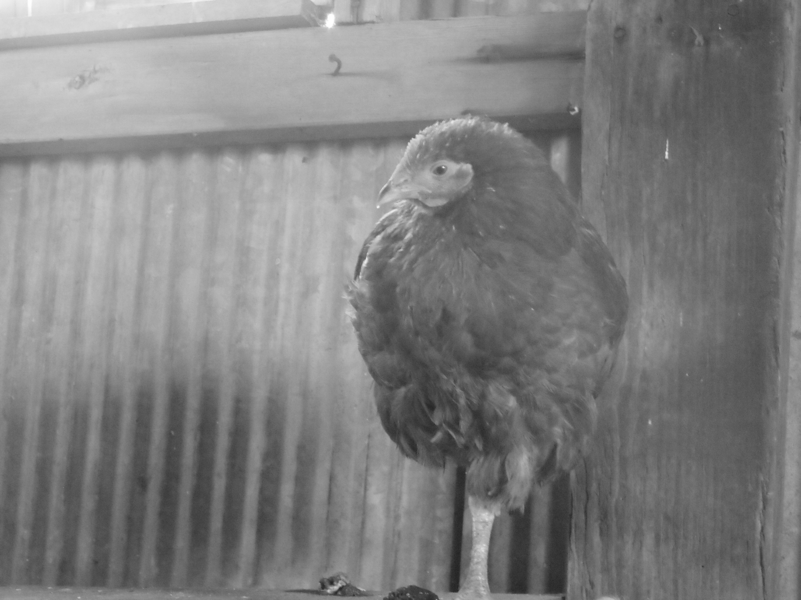 yes she does have two legs. shes just bringing out her flamingo blood :)