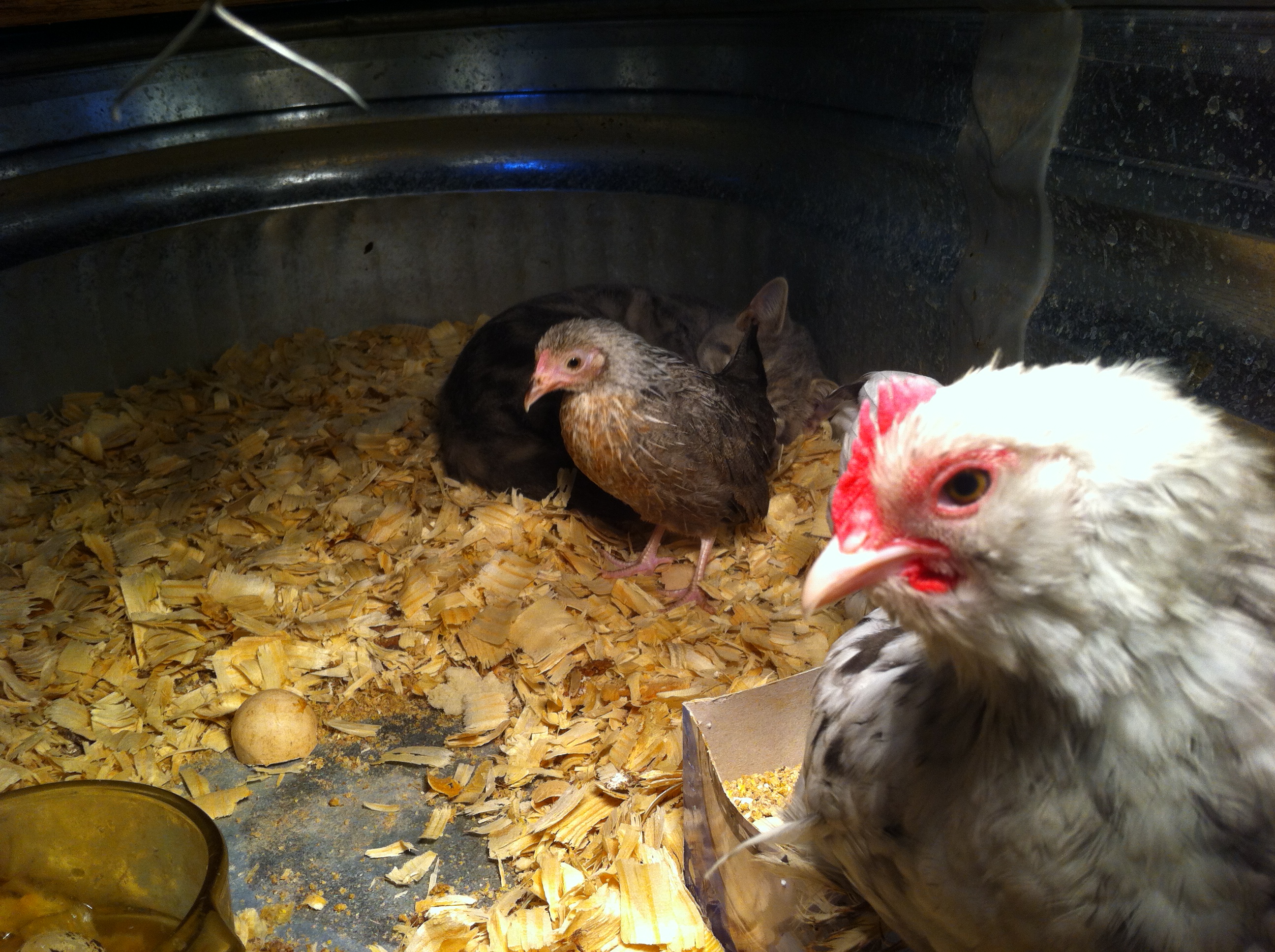 Yes that is my cat at the back trying to stay warm in the brooder