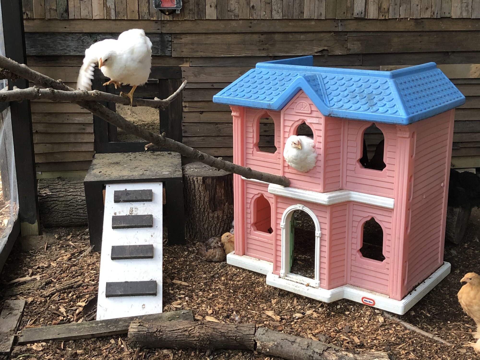 Yes, that's a playhouse as a chicken command center