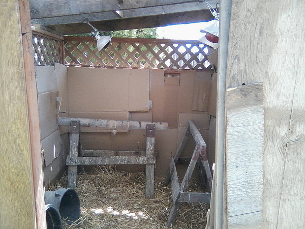 yes, those are heat lamps. some of the birds were getting frostbit so we turned them on when the temps were below 20 degrees. Also helped with egg laying.