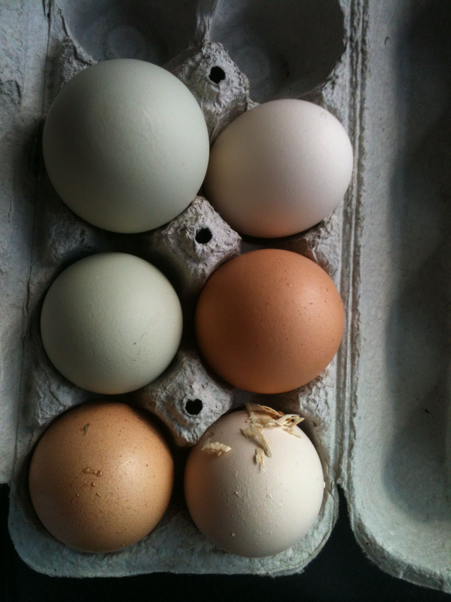 yesterday's haul from the coop 6 eggs from 7 hens :)