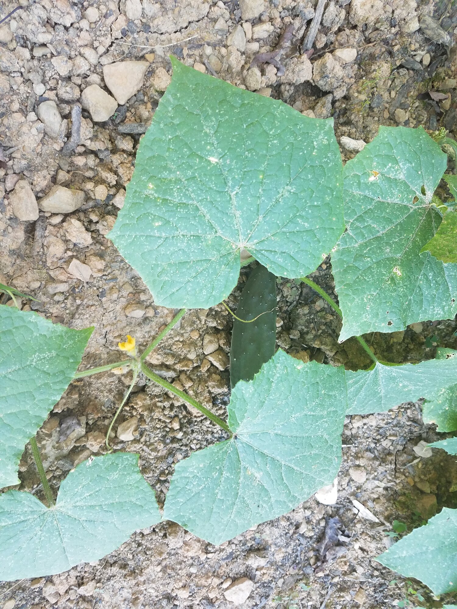 Yet another cucumber
