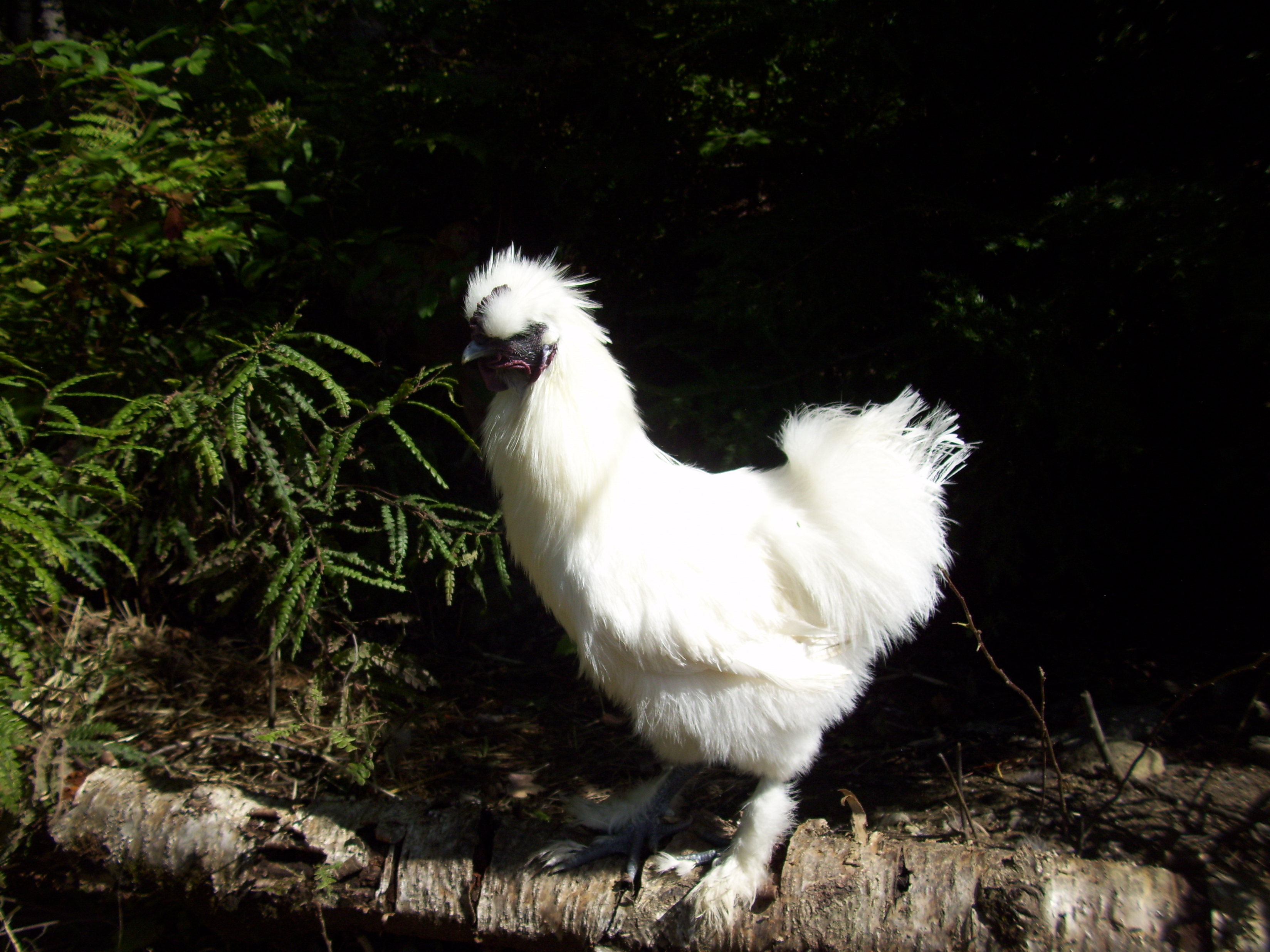 Yeti, a silkie rooster