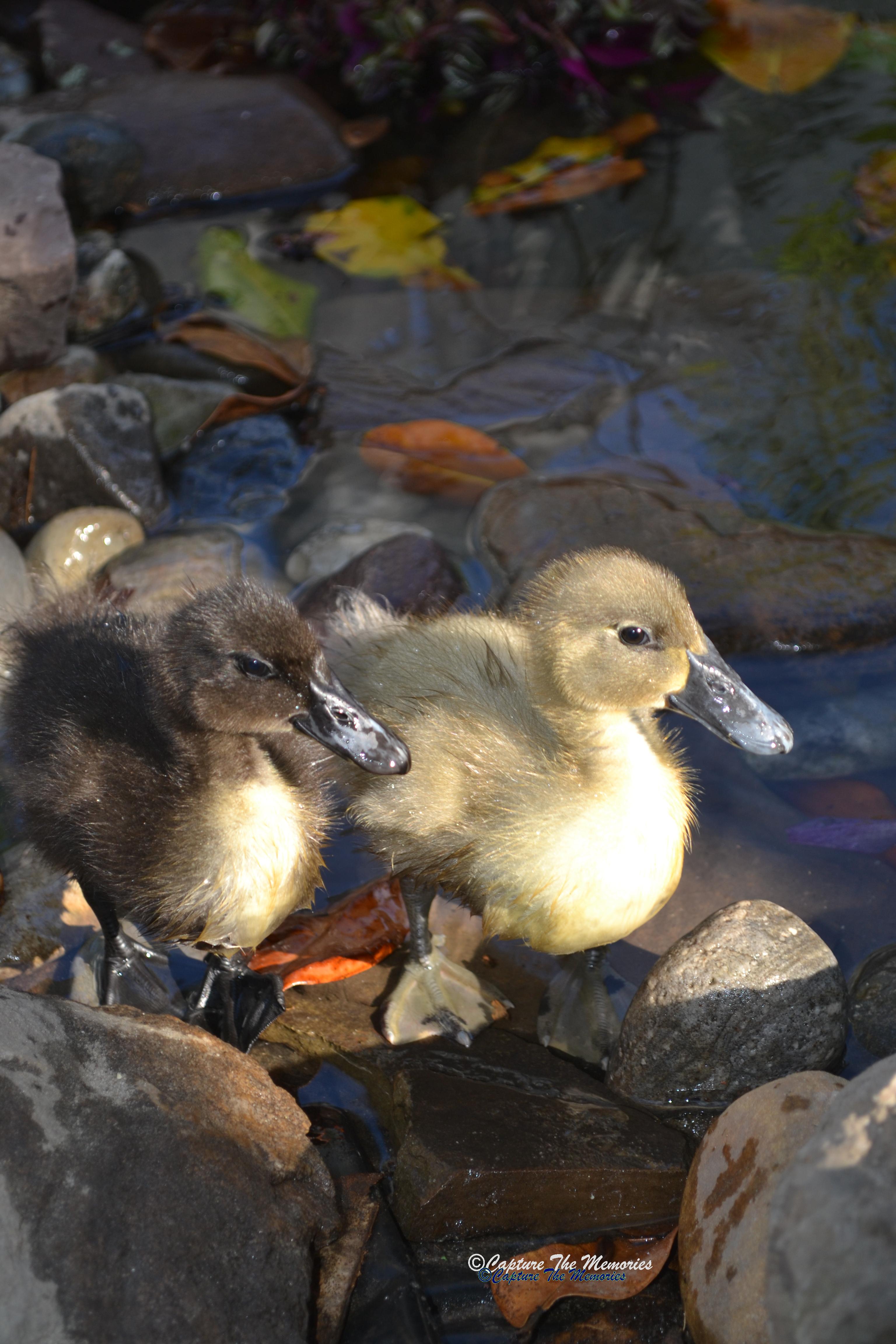 Yin and Yang enjoying the pond