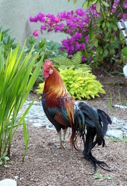 Yokohama Rooster. In Japan, these fowls are reared in tall perching cases, where the rooster's tail feathers grow to greater lengths.