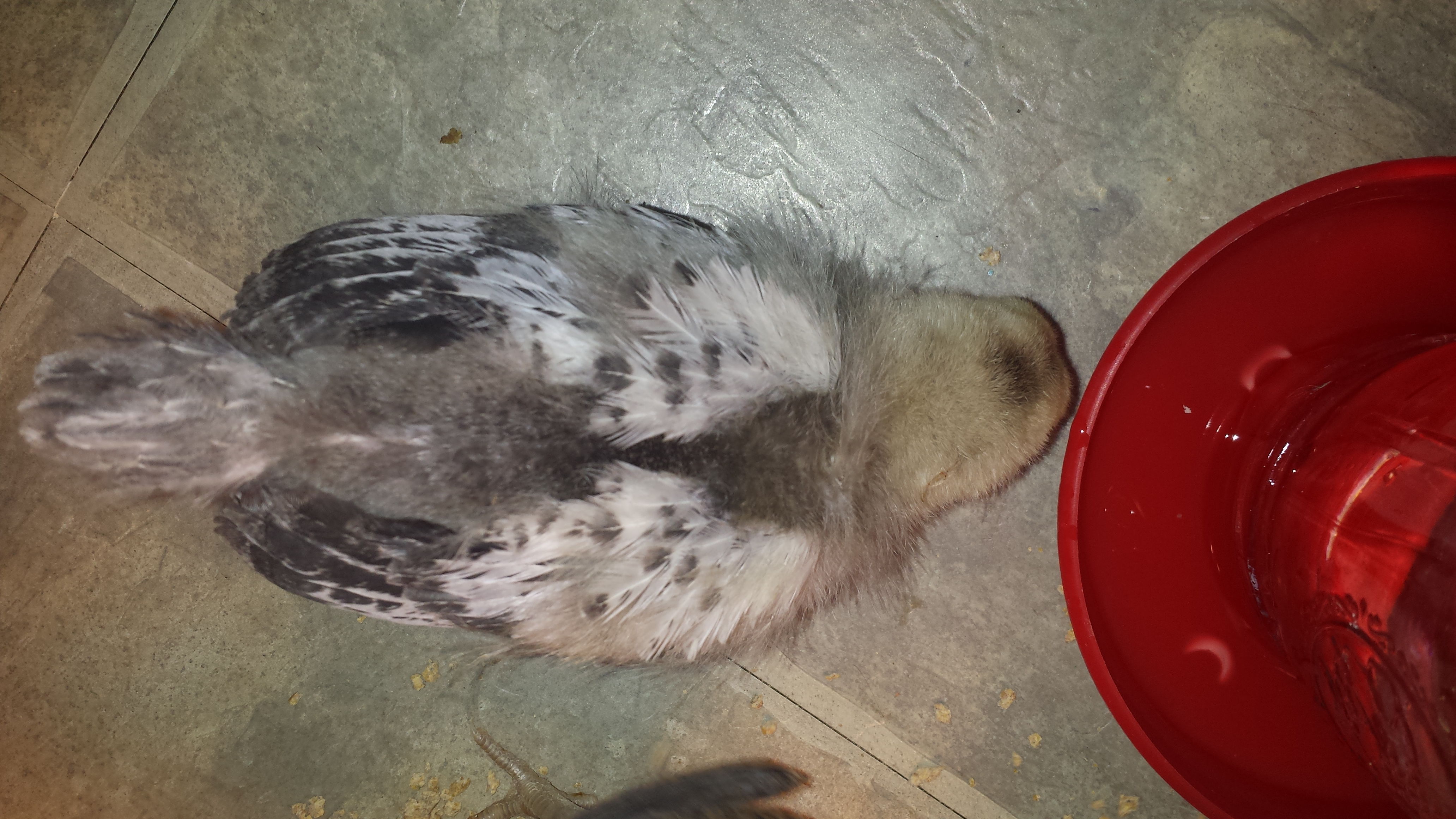 Yolkie  (light brahma)