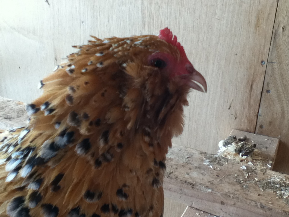 Yolko, a Millie Fluer D' Uccle