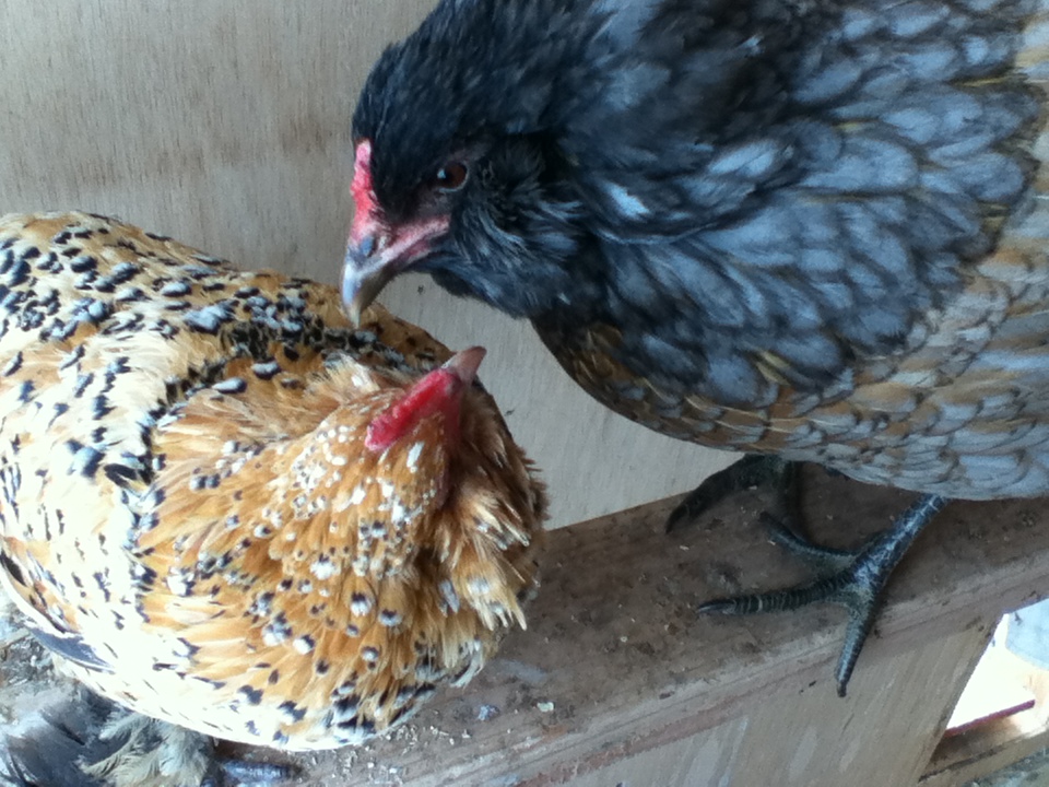 Yolko and Deliliah BFFs!
