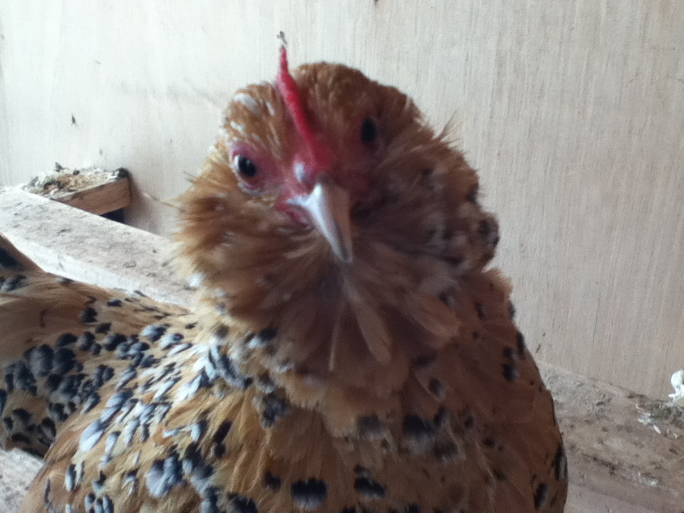 Yolko :)