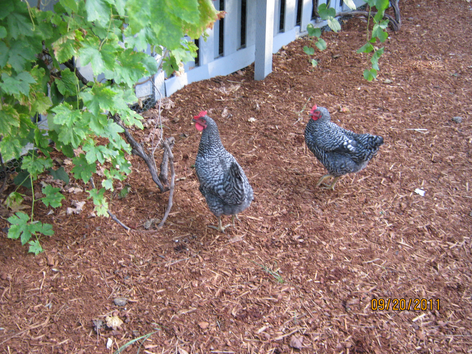 You and Ostrich by our grapes!  They love eating both the leaves and fruit