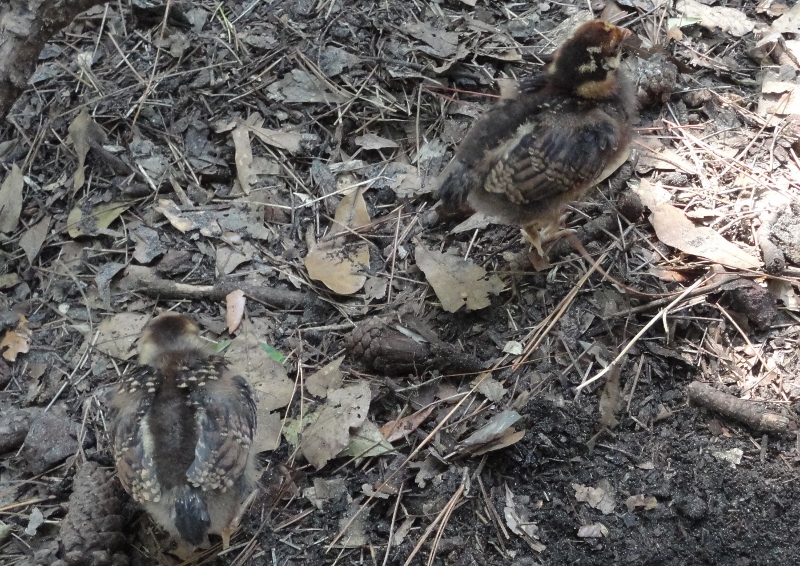 You can barely see these two, chick camo!