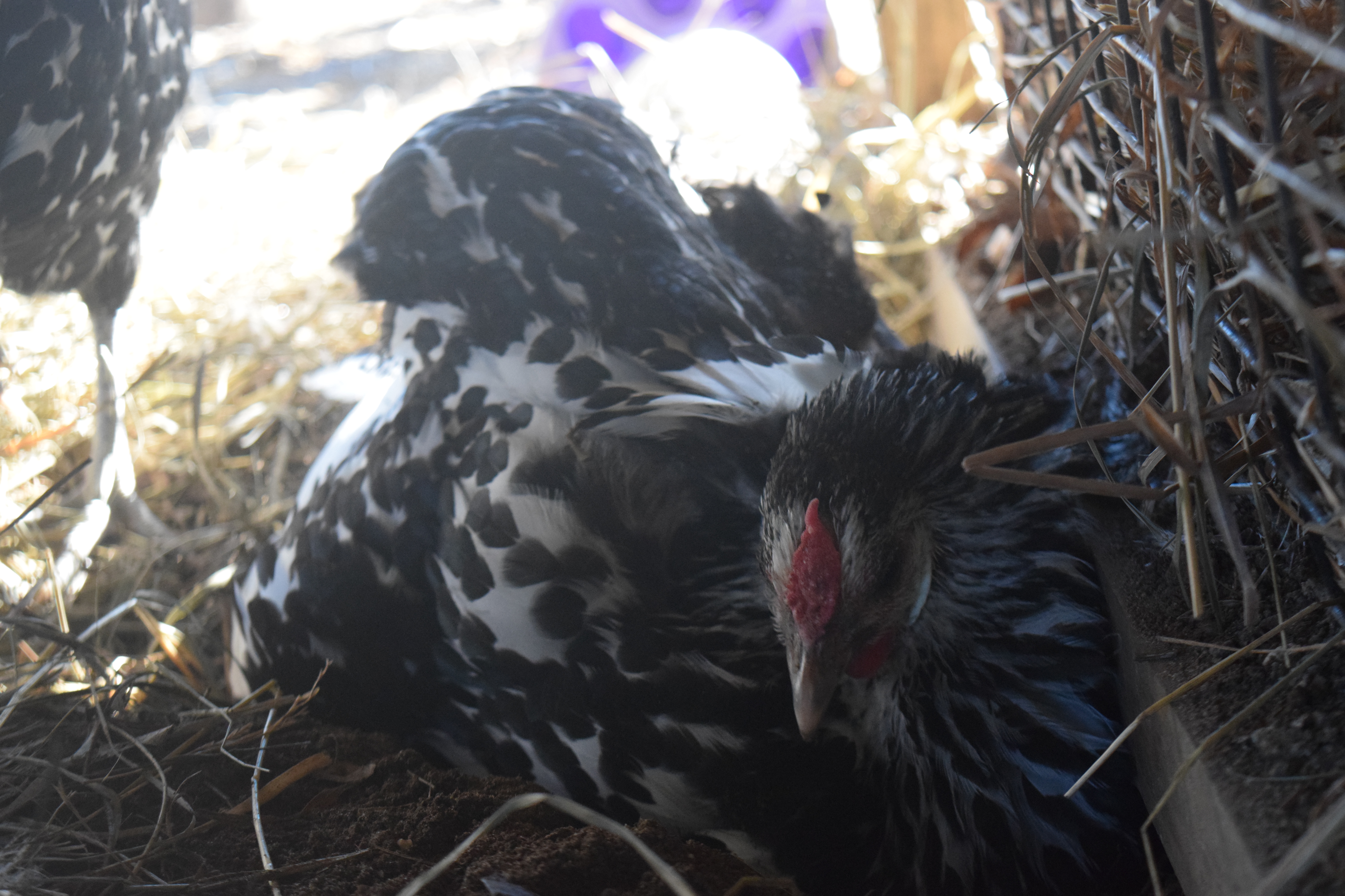 "You can never not take a dust bath, mom"