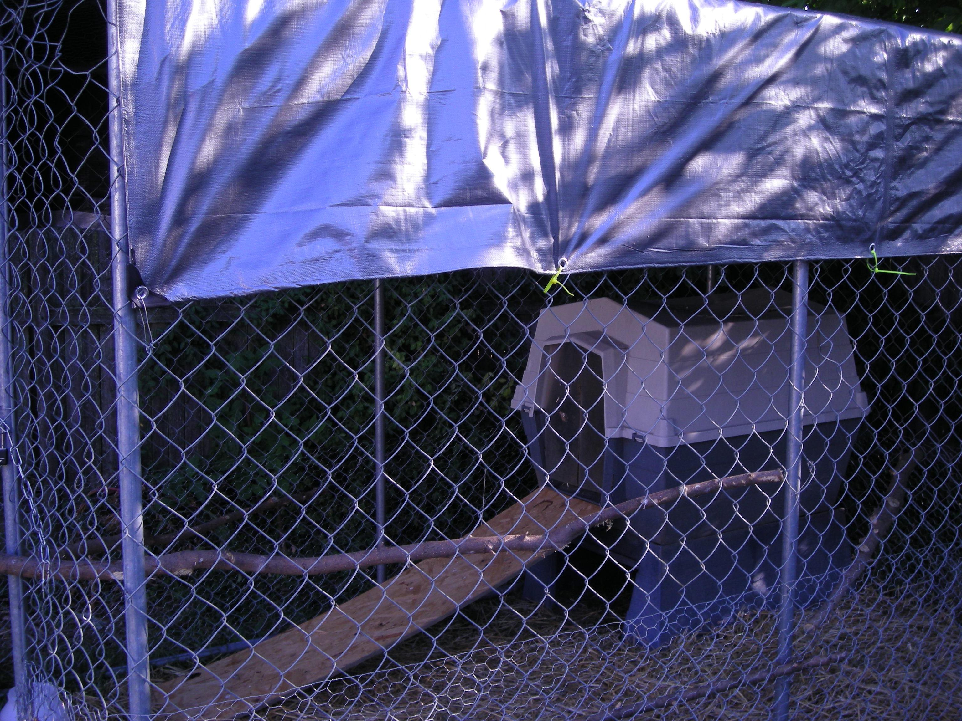 you can not tell but there are 3 branches set as perches and is covered by a tarp. they run the yard most of the time but for their safety we lock the gate to the 6X10 kennel at night or when will be gone most of the day.