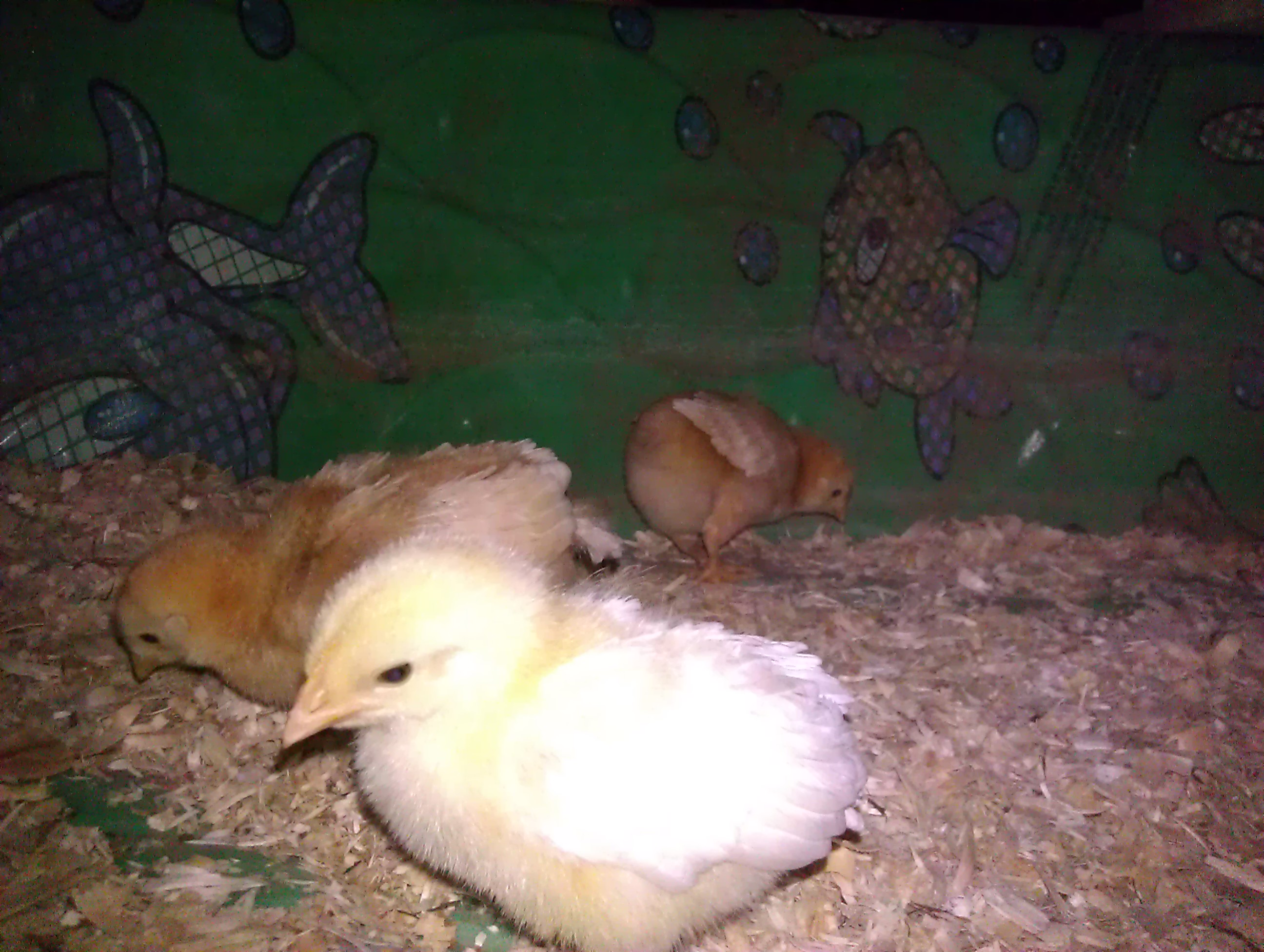 you can see Fluffy Butt in the background, I do not know why this one hasn't grown in her tailfeathers yet
