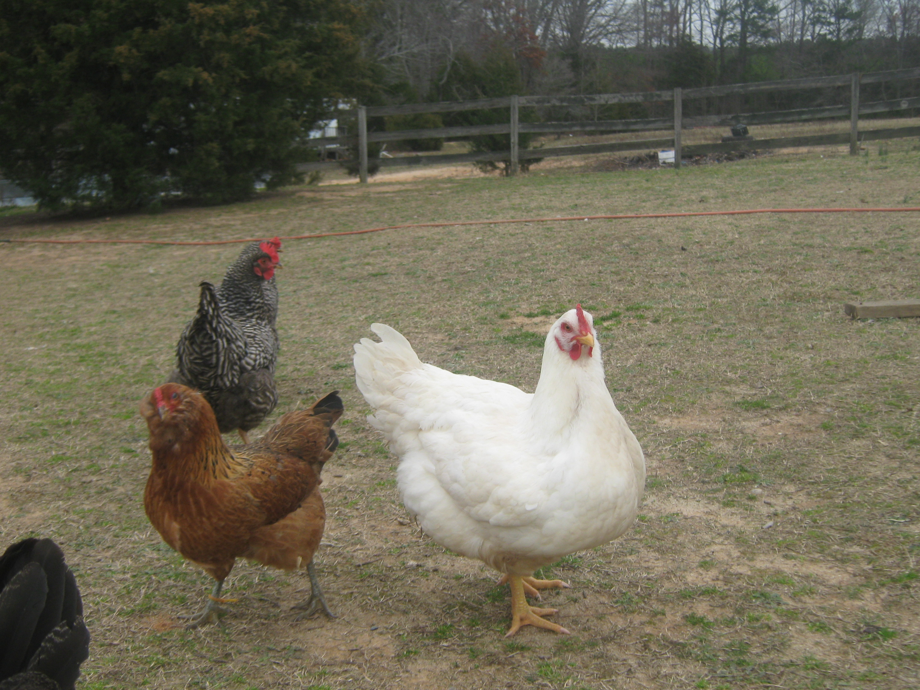you can see how big Helen is, that is Rita an EE and Lucy in the back